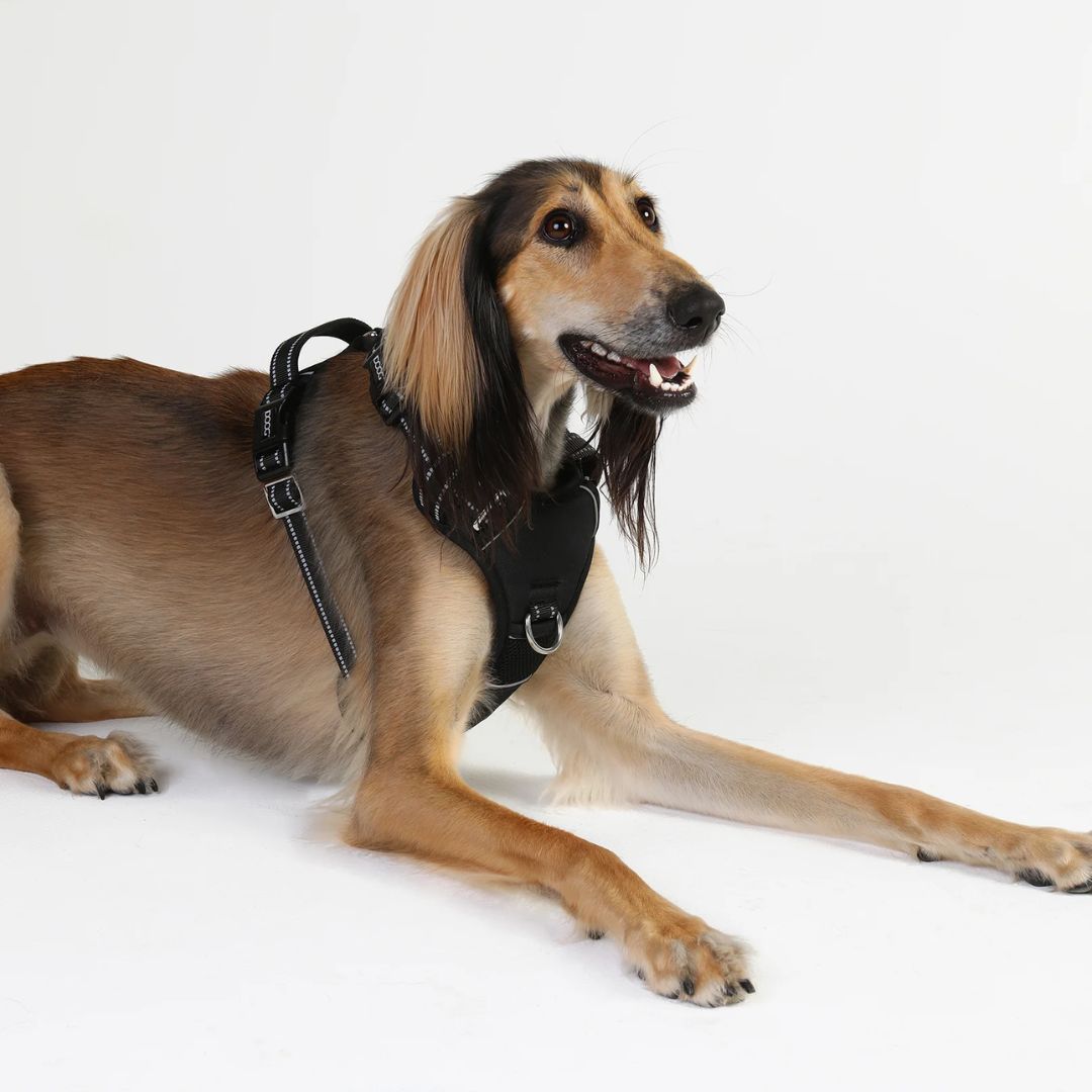 Doog Neotech Dog Harness - Black  | PeekAPaw Pet Supplies