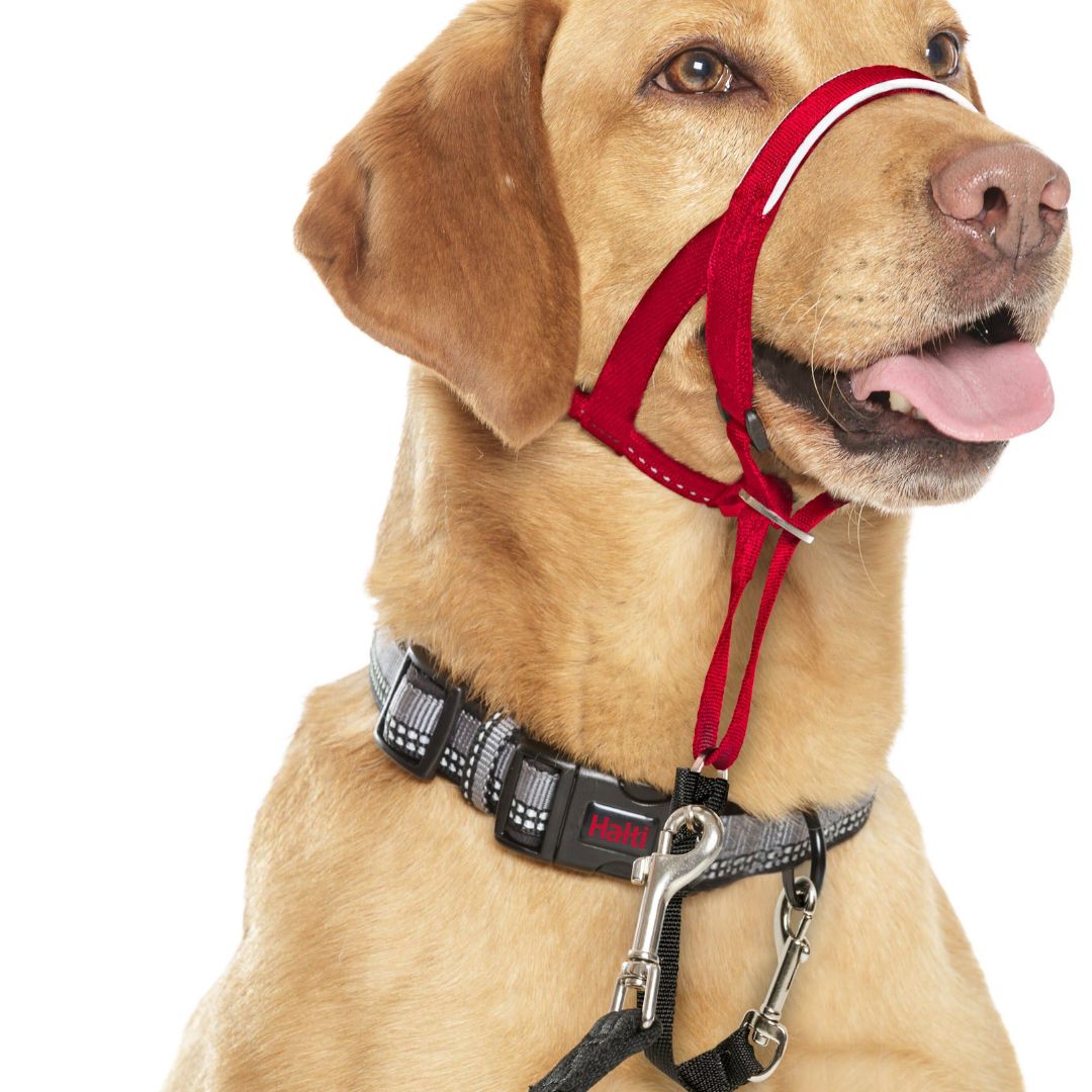 Halti Headcollar | PeekAPaw Pet Supplies