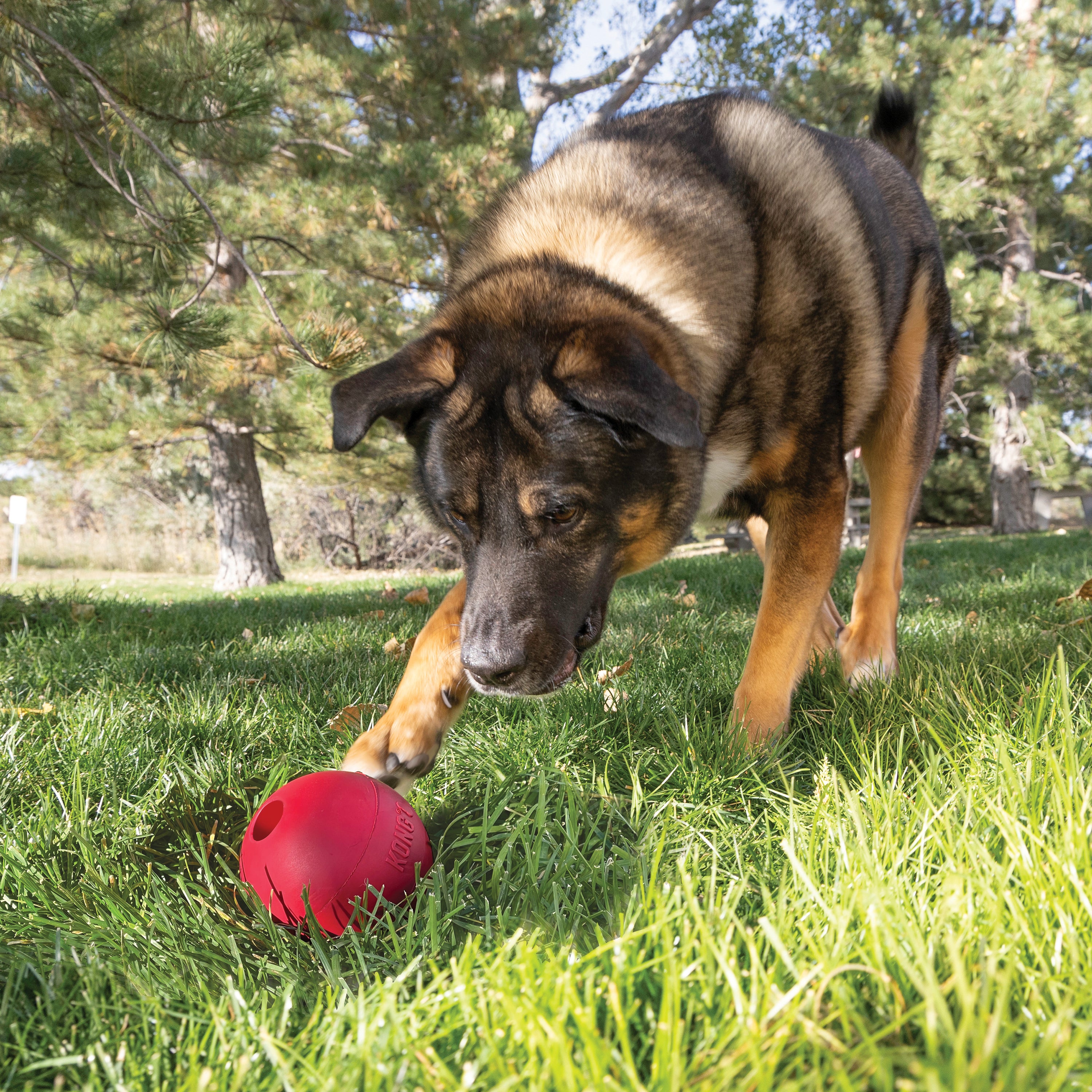 KONG Ball with Hole rubber treat-holding dog ball, product photo 5