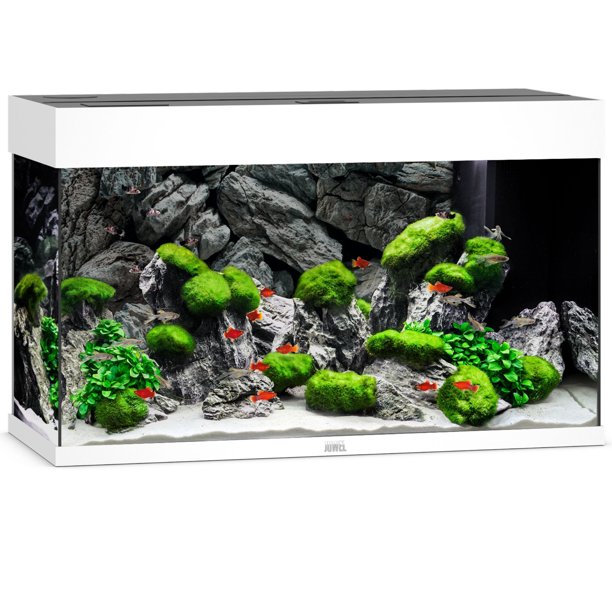 Juwel RIO 125L aquarium with white trim, aquascaped with rock, moss and red fish