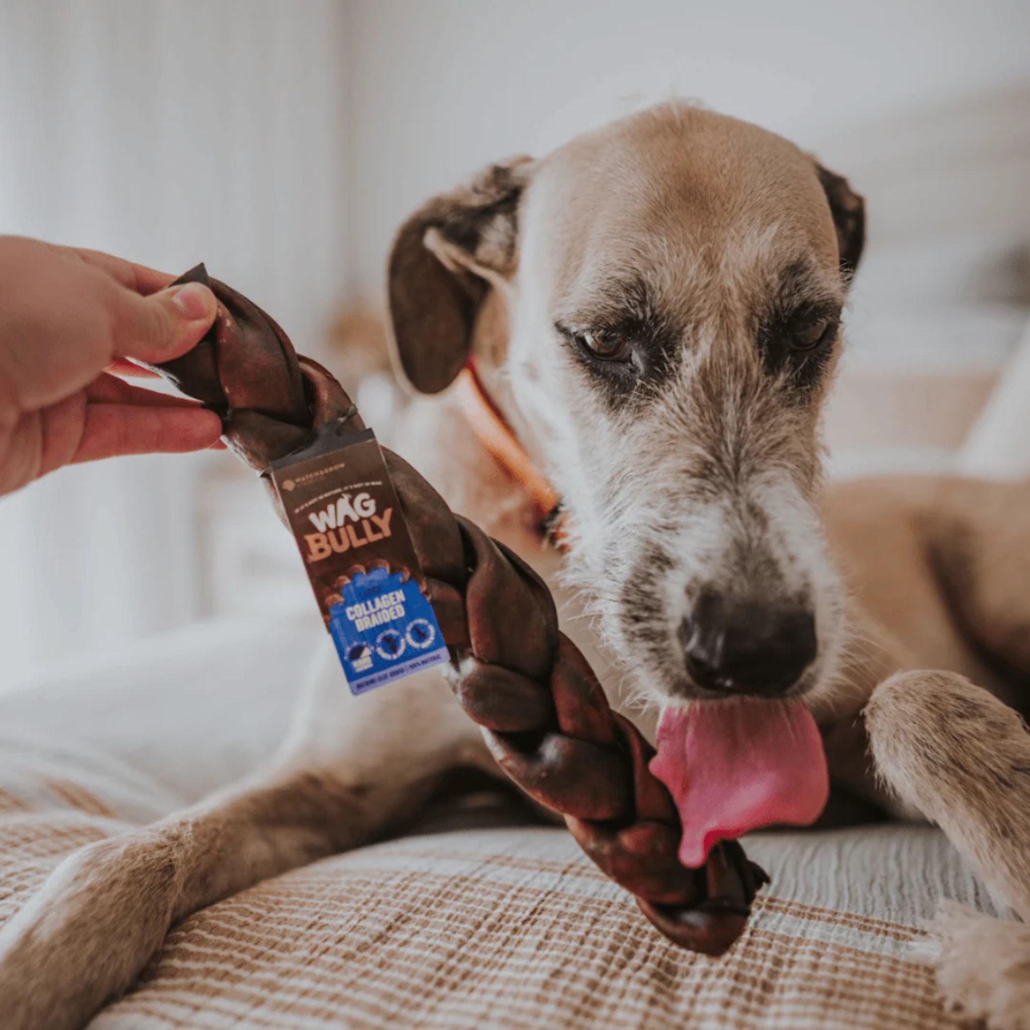WAG Collagen Stick Braided | PeekAPaw Pet Supplies