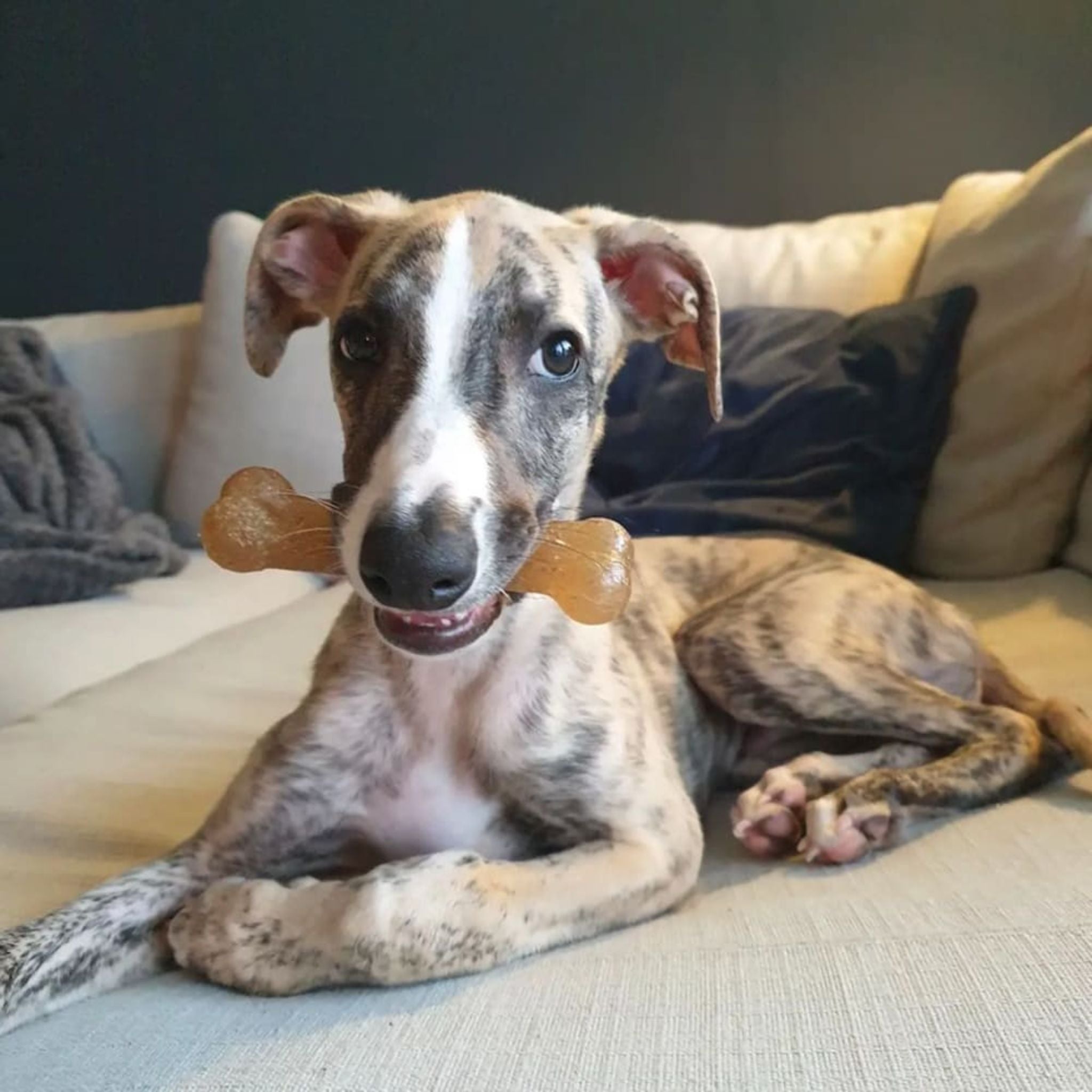 Nylabone Natural Puppy Starter Kit Dog Chew Toy with Chew Treat