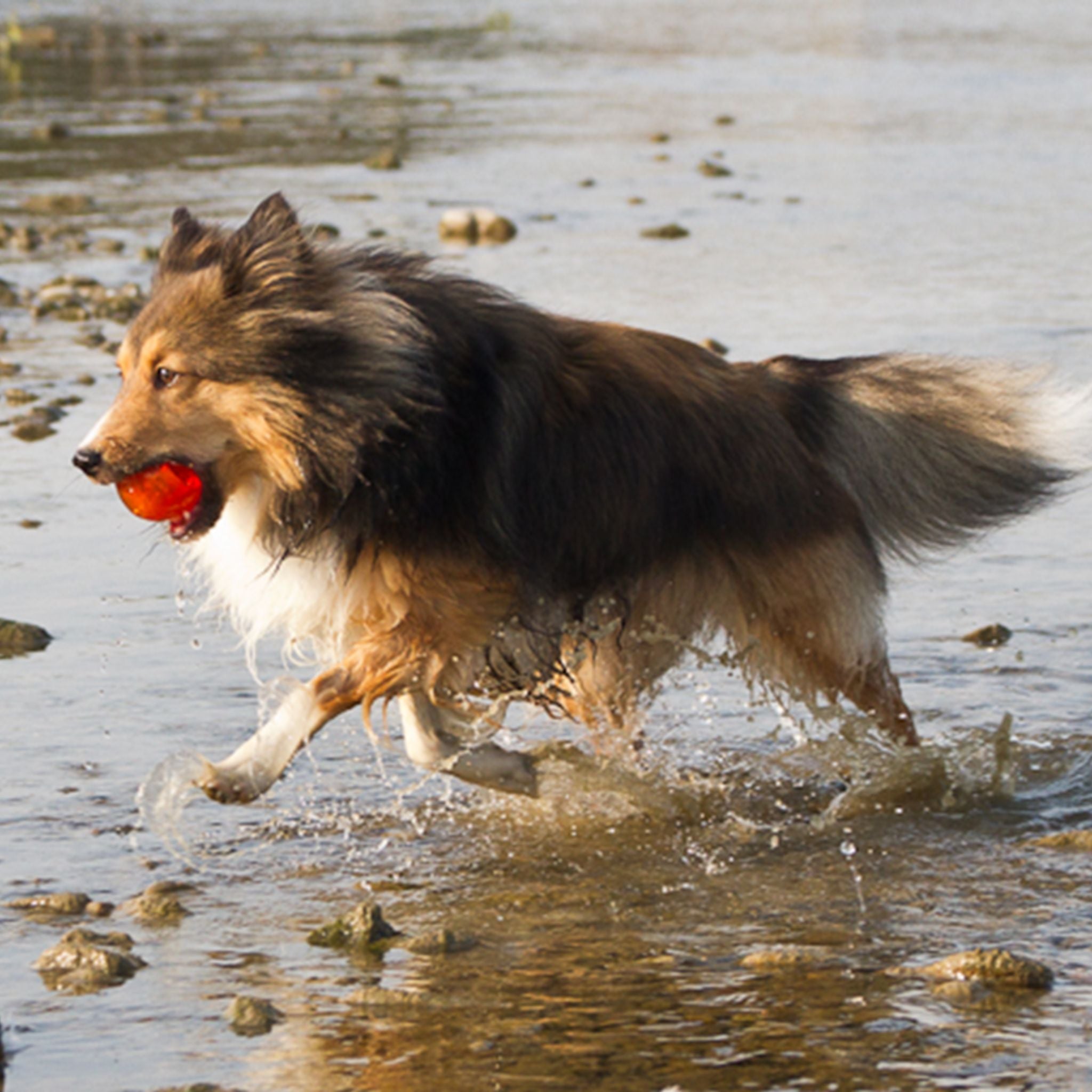 Bionic Ball Dog Toys