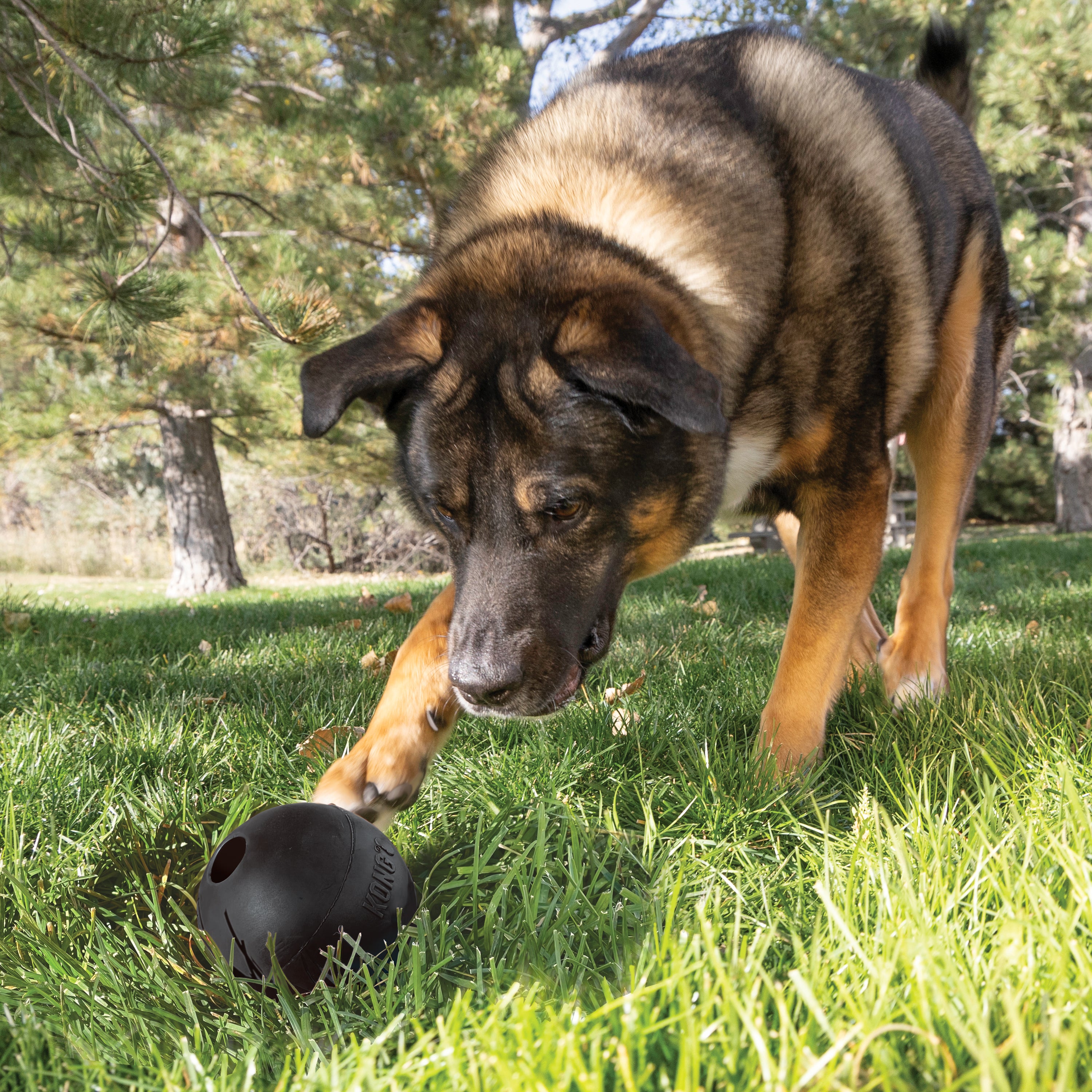Dog with the KONG Dog Toys Extreme Ball with Hole