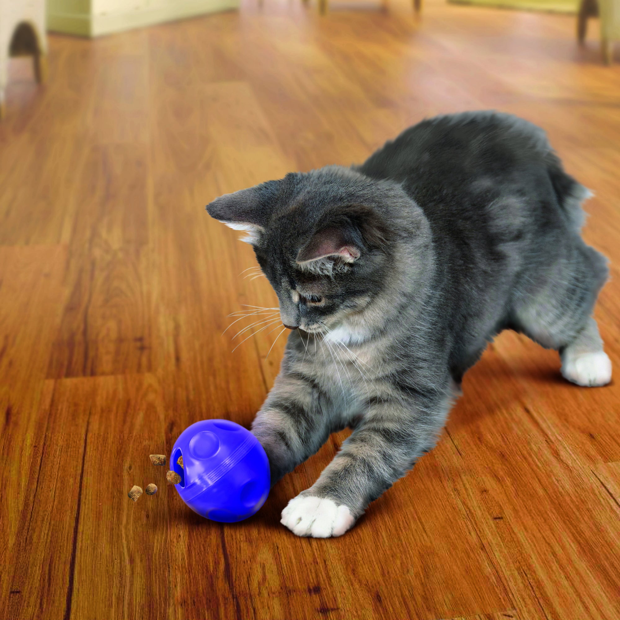 Cat playing with the KONG Cat Toys Treat Dispensing Ball