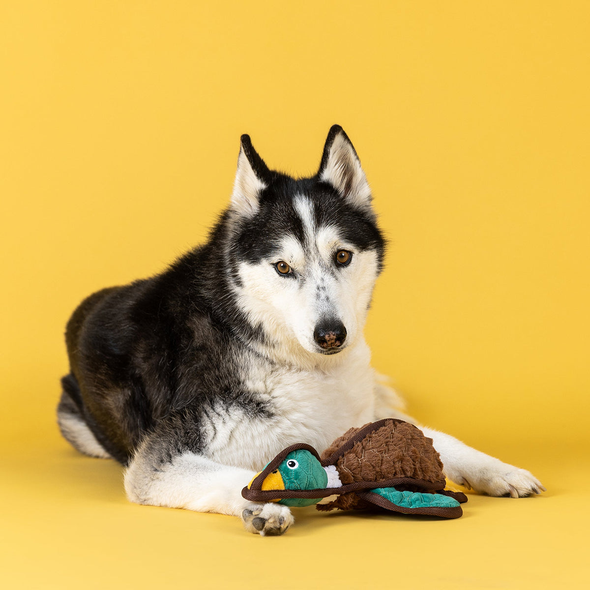 Fringe Studio Durable Dog Toy - Heading South — lifestyle photo with dog