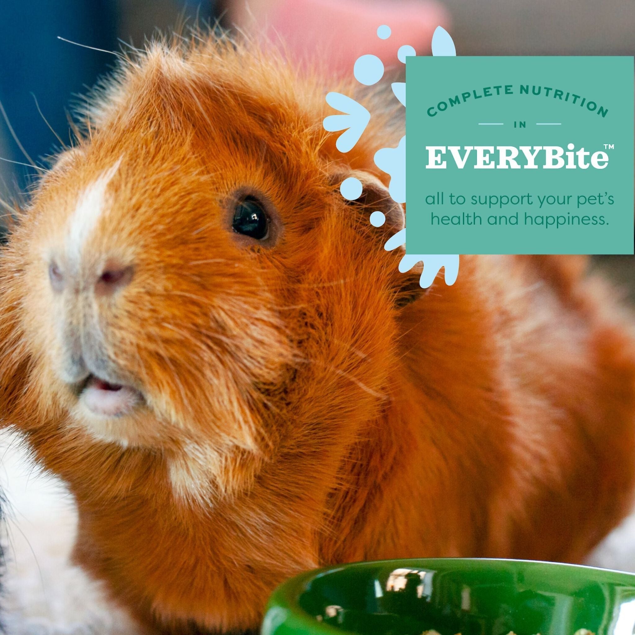 Oxbow Essentials Senior Guinea Pig Food