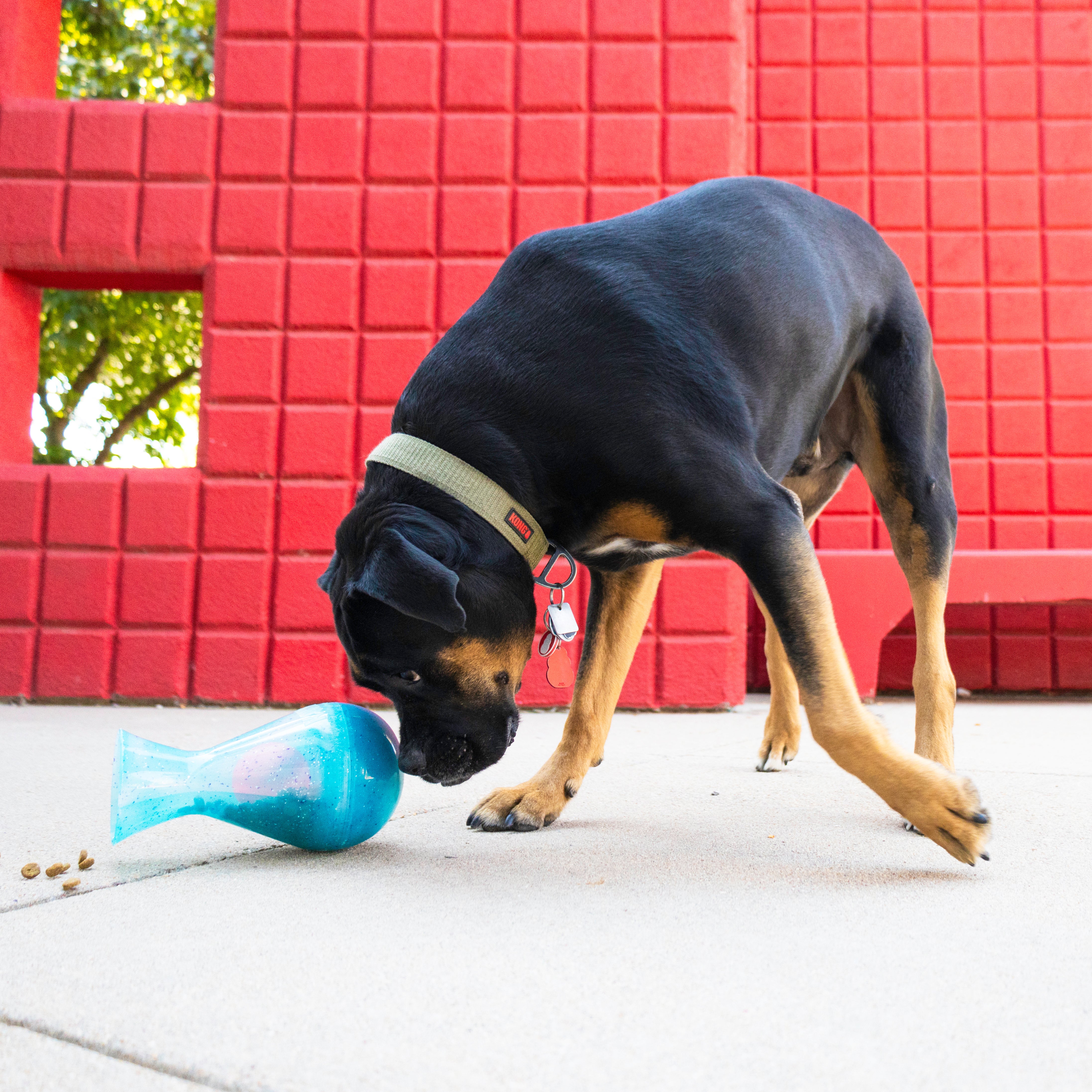 Dog with the KONG Dog Toys Rewards Tipsy