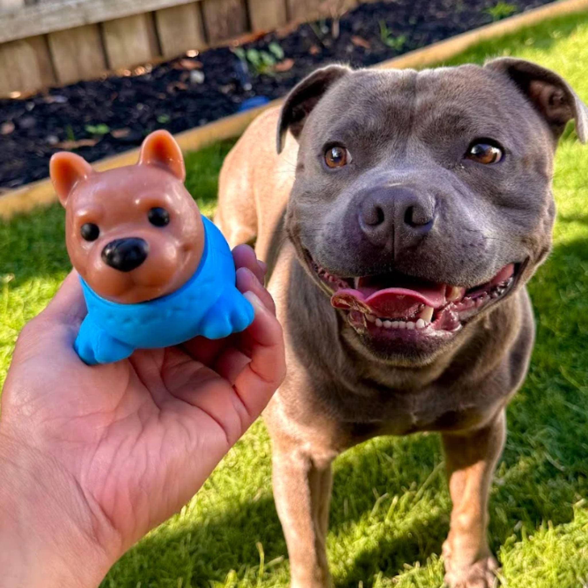 Happy Staffy Co Powerflex Beach Trip Dog Toy