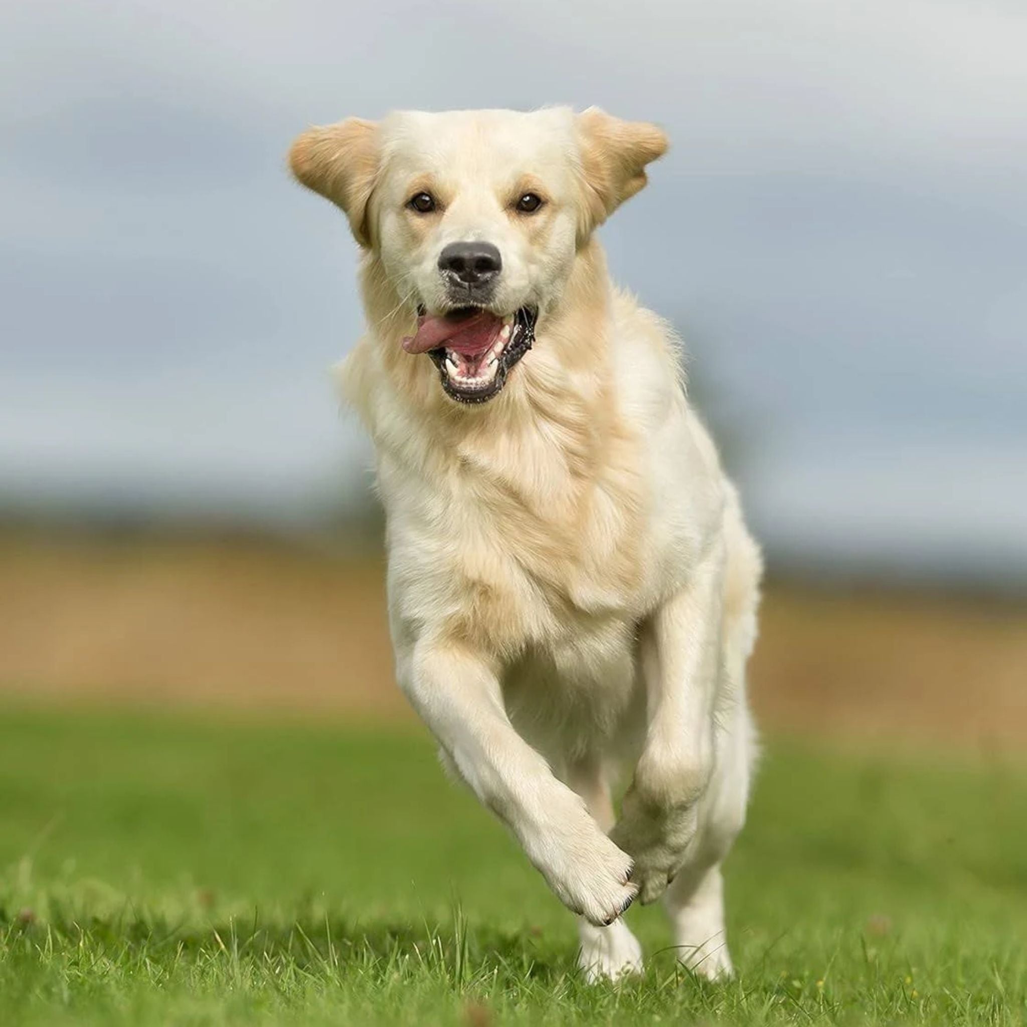 Vetnex Hyaflex Mobility Natural Joint Care Chews for Dogs