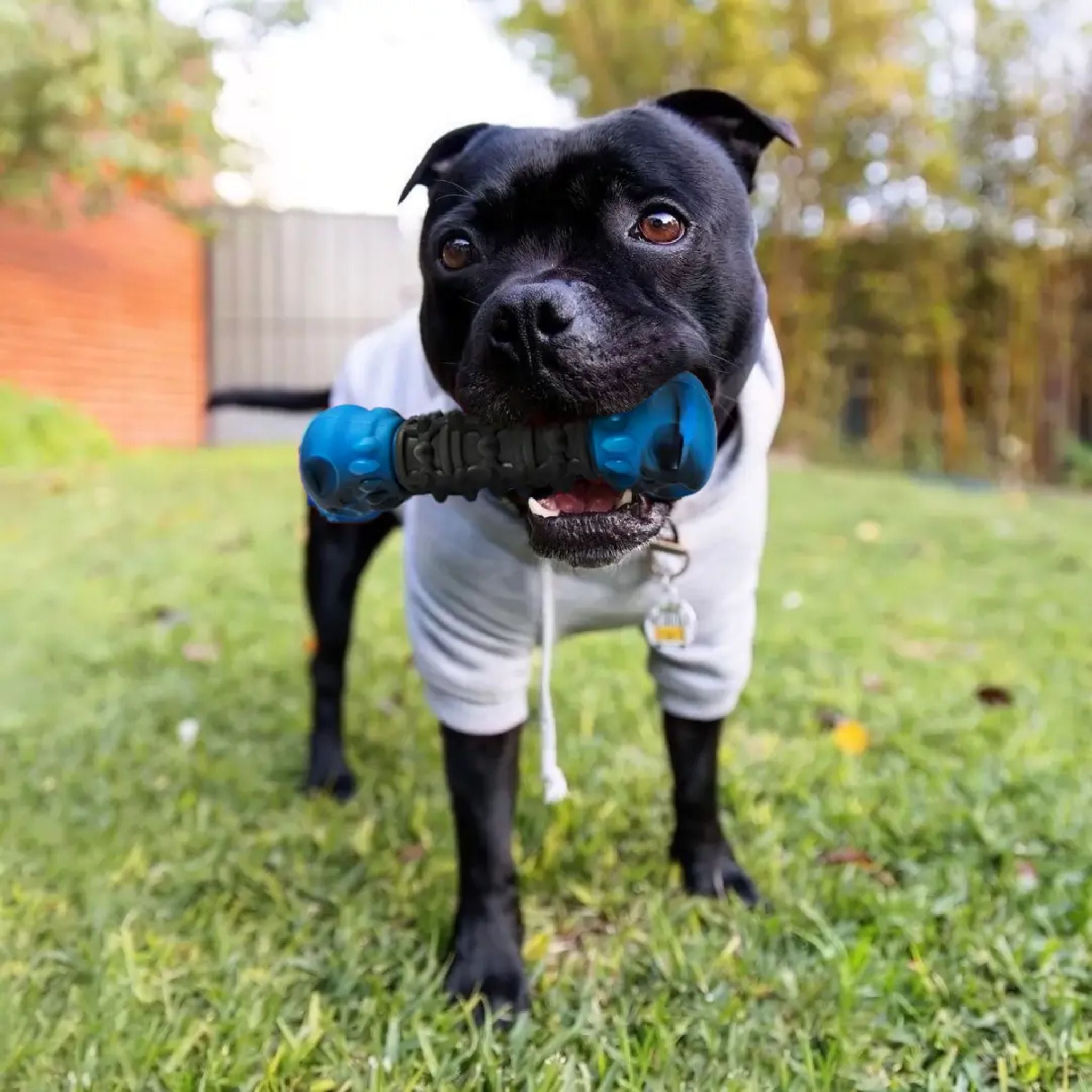 Happy Staffy Co Nylon Skull Bone Dog Toy
