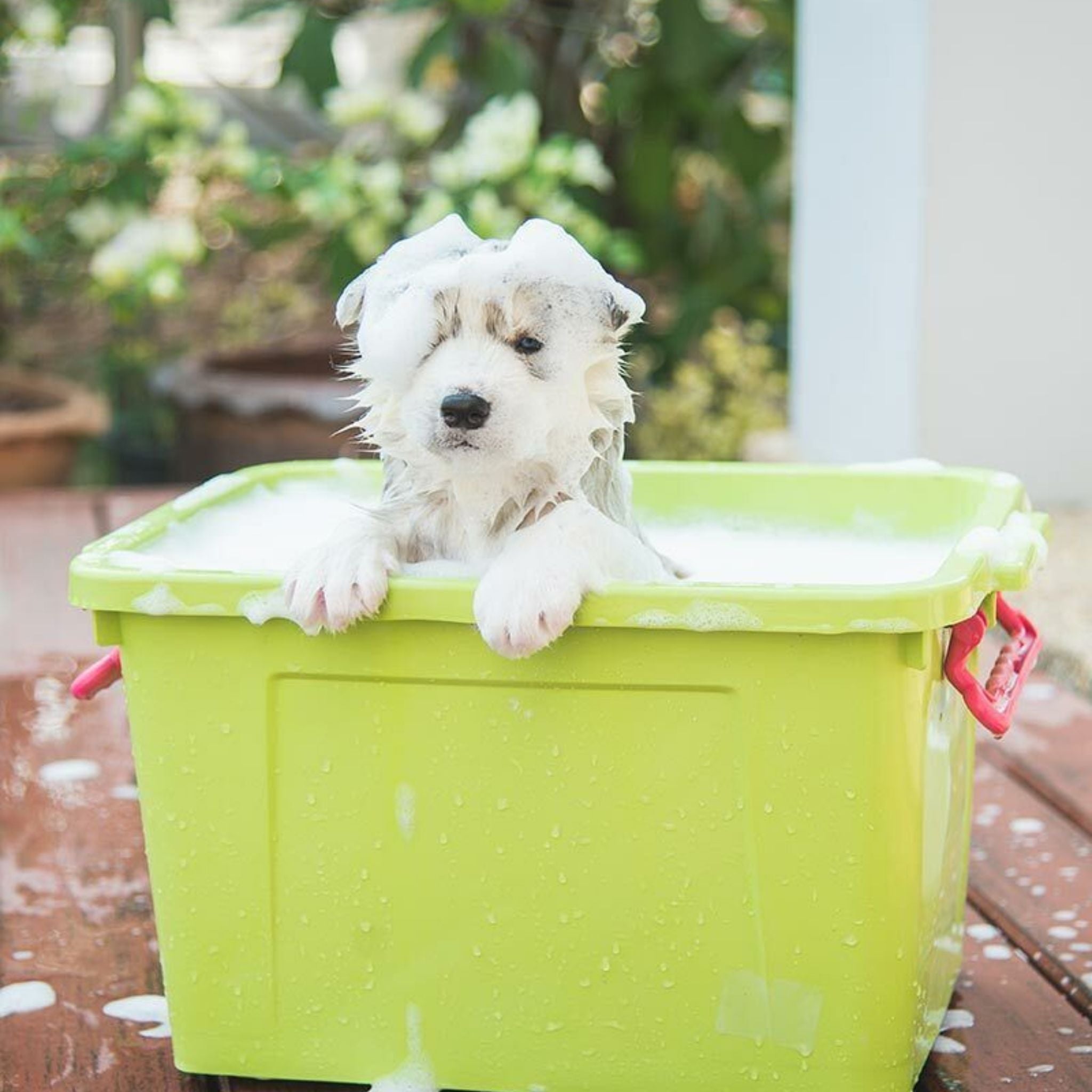 Dermcare Natural Shampoo