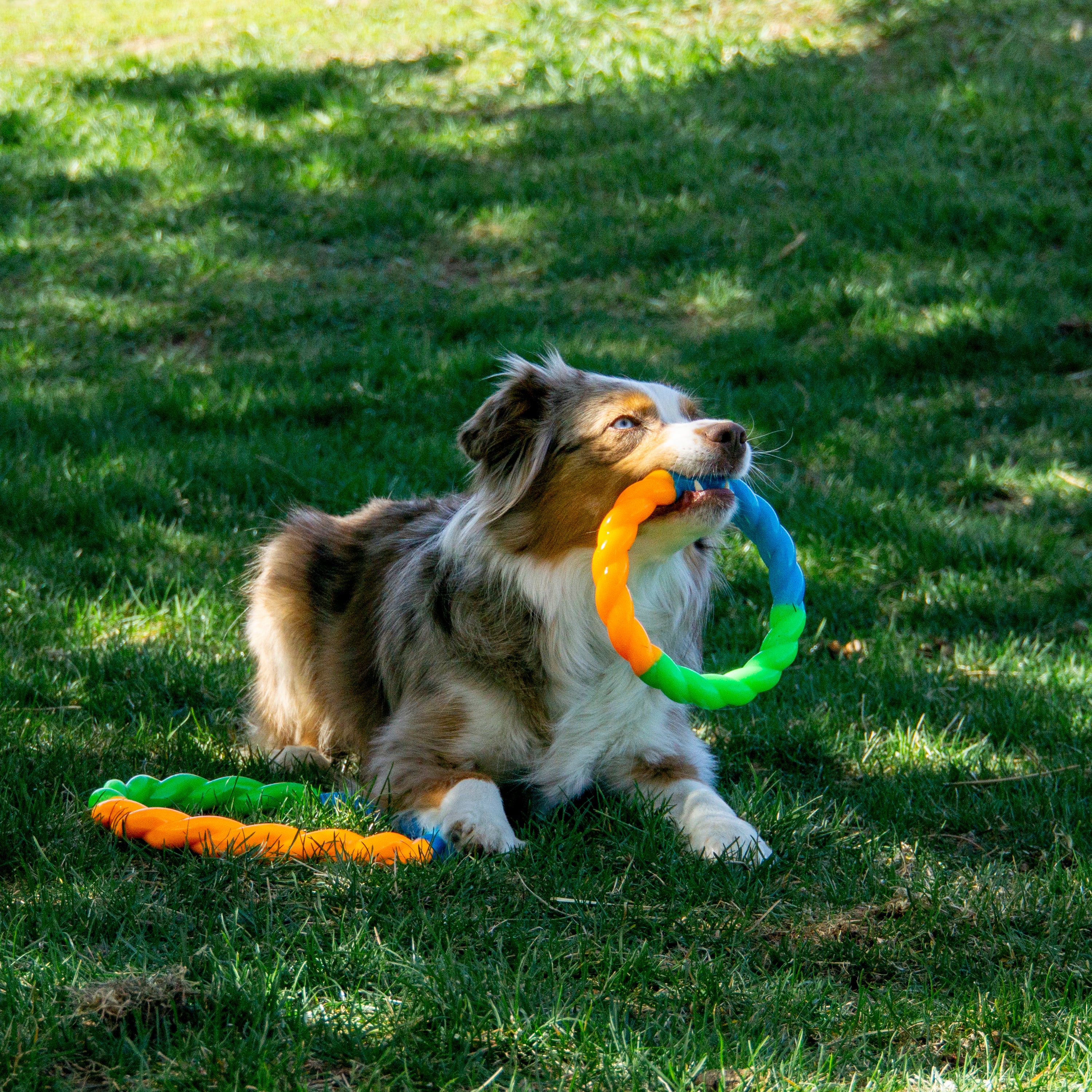 Dog using the KONG Dog Toys Twistz High-Viz Ring