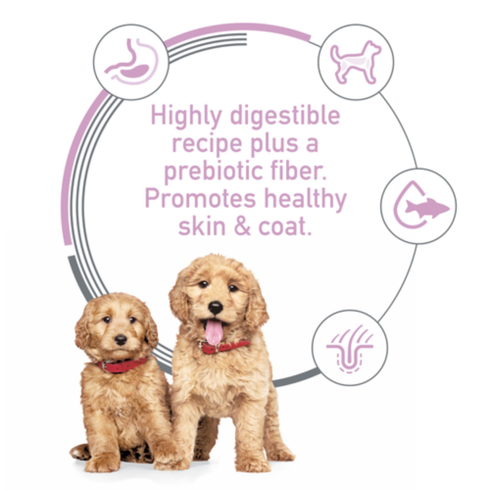 Hill's Science Diet Puppy Sensitive Stomach & Skin Salmon & Brown Rice Dry Dog Food