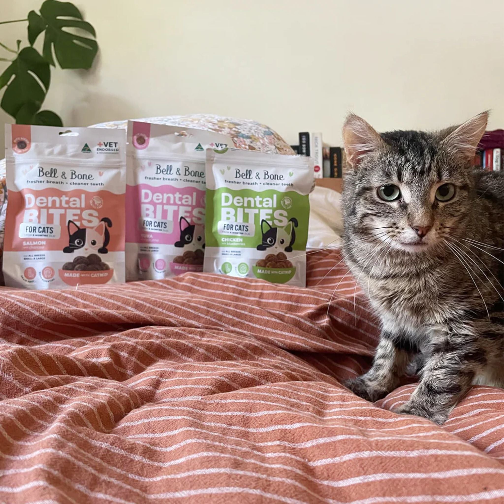 Bell and Bone Adult Cat Dental Bites - Salmon with Charcoal