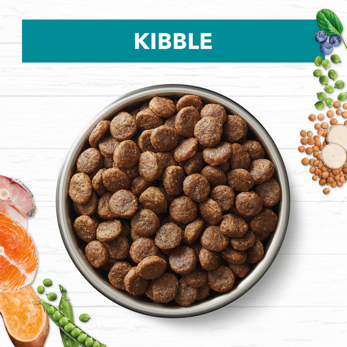 Ivory Coat Grain Free Adult All Breeds Dry Dog Food Salmon & Ocean Fish | PeekAPaw Pet Supplies