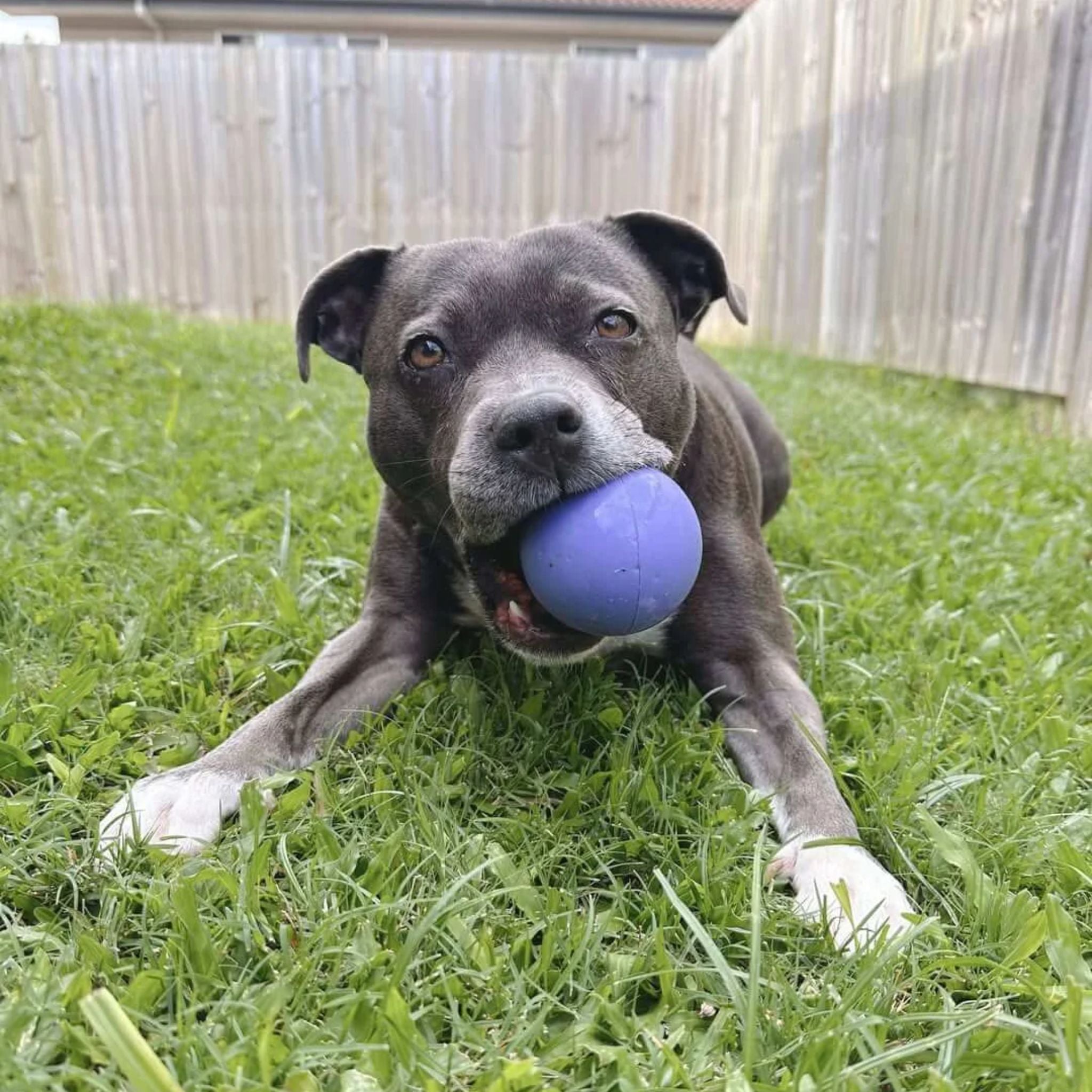 Happy Staffy Co Happy Staffy Duraball Dog Toy