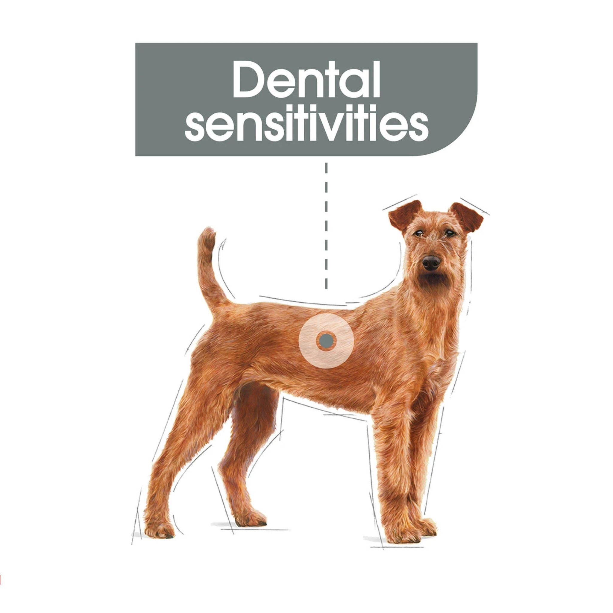 Royal Canin Medium Dental Care