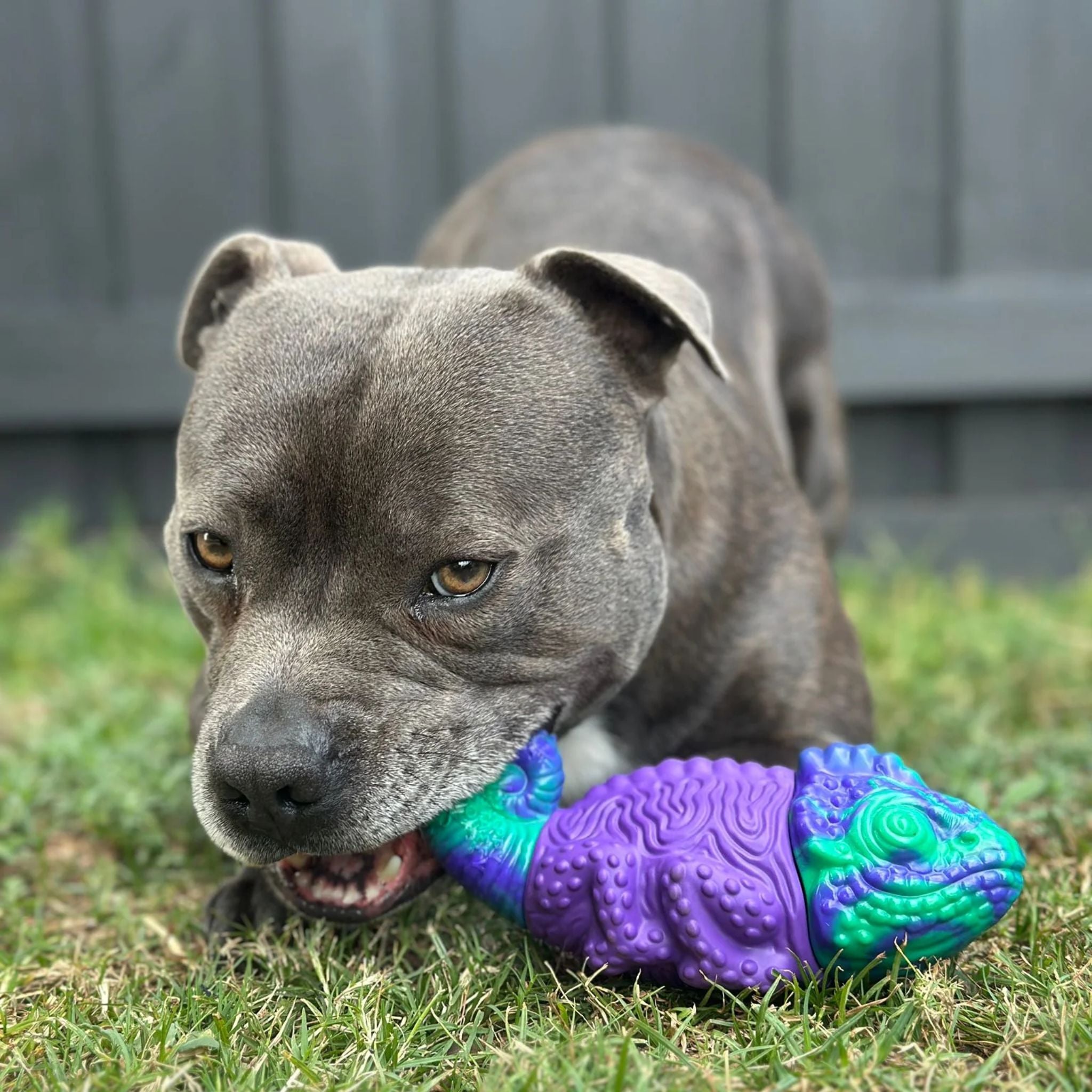 Happy Staffy Co Camo The Chameleon Dog Toy