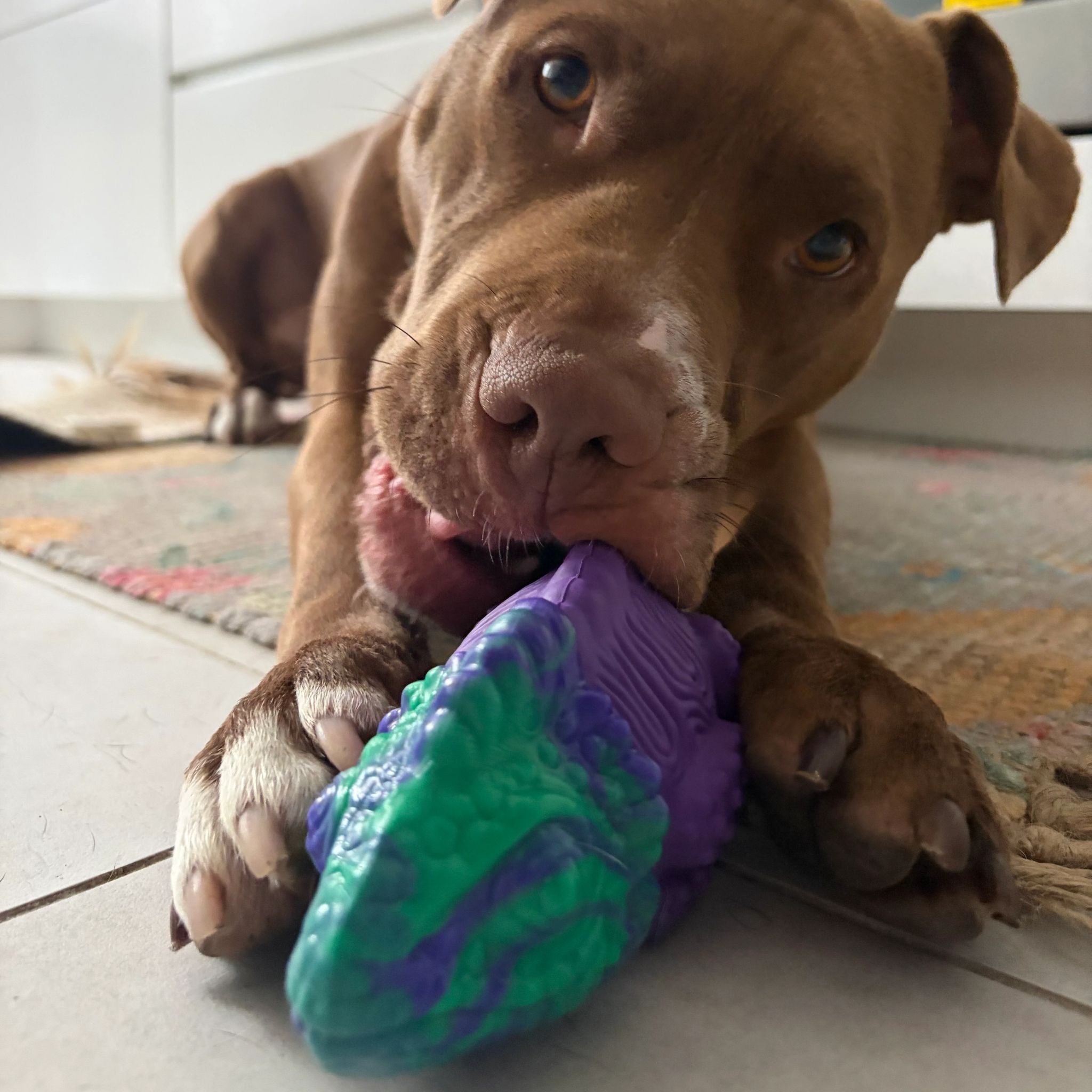 Happy Staffy Co Camo The Chameleon Dog Toy