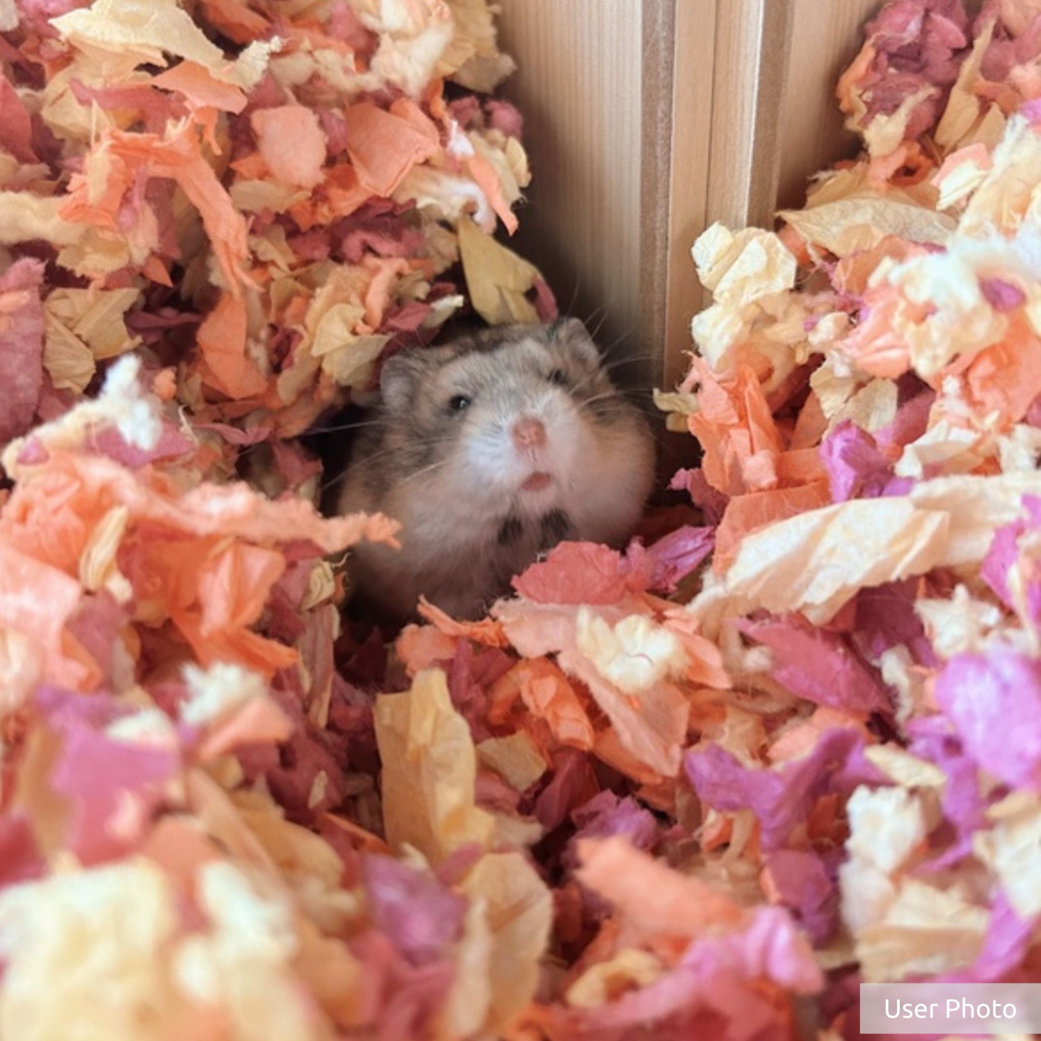 Kaytee Clean & Cozy Colors Sunset Bedding