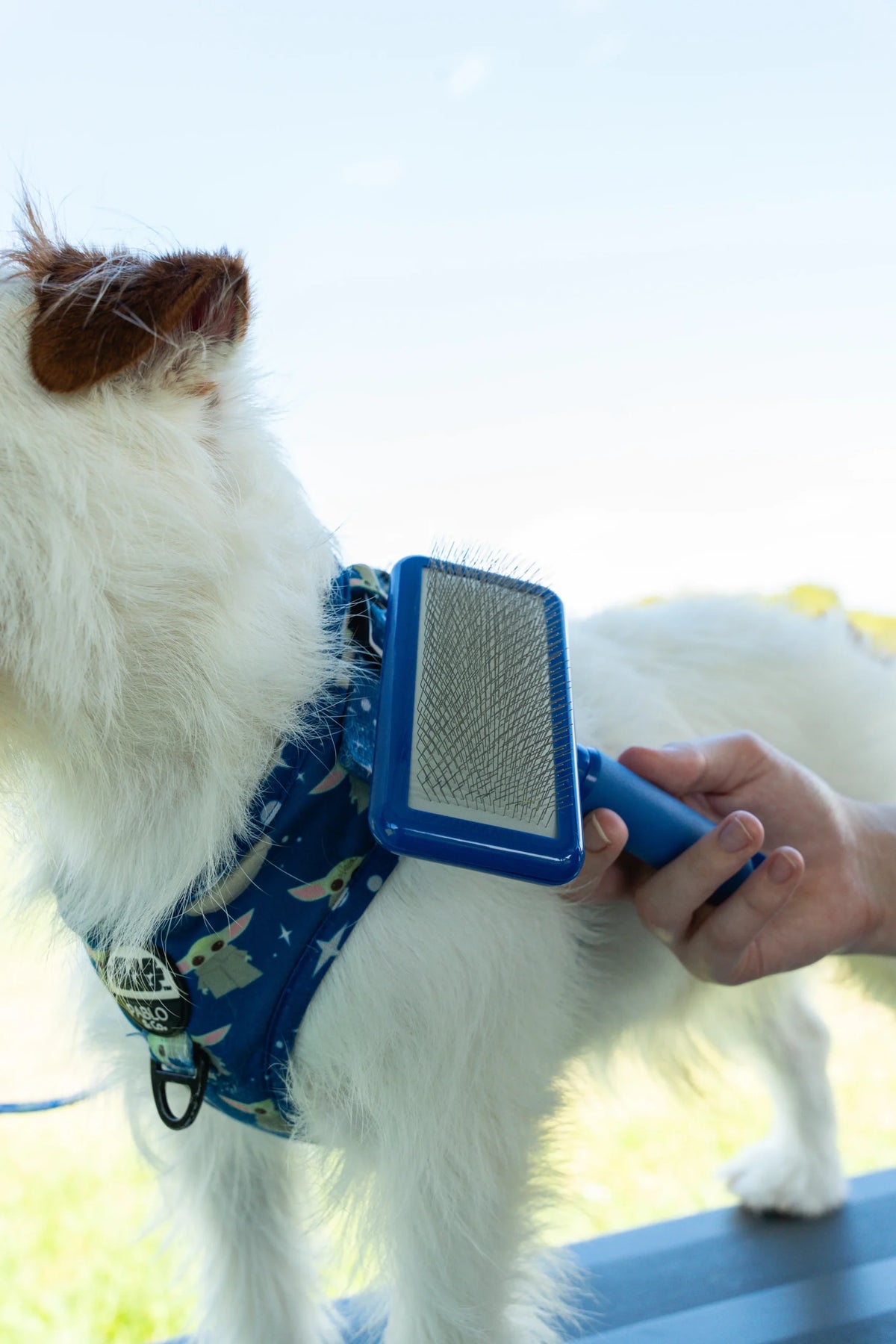 Plush Puppy Soft Slicker Brush – in use on a white dog