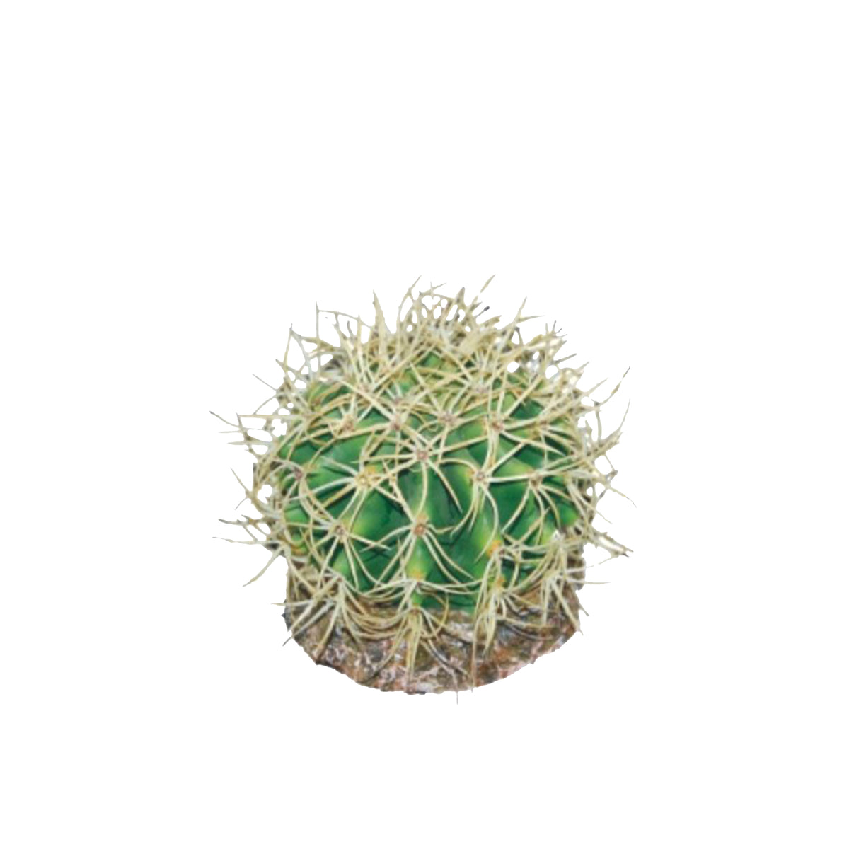 Eco Tech Pineapple Cactus Terrarium Plant - 10cm | PeekAPaw Pet Supplies