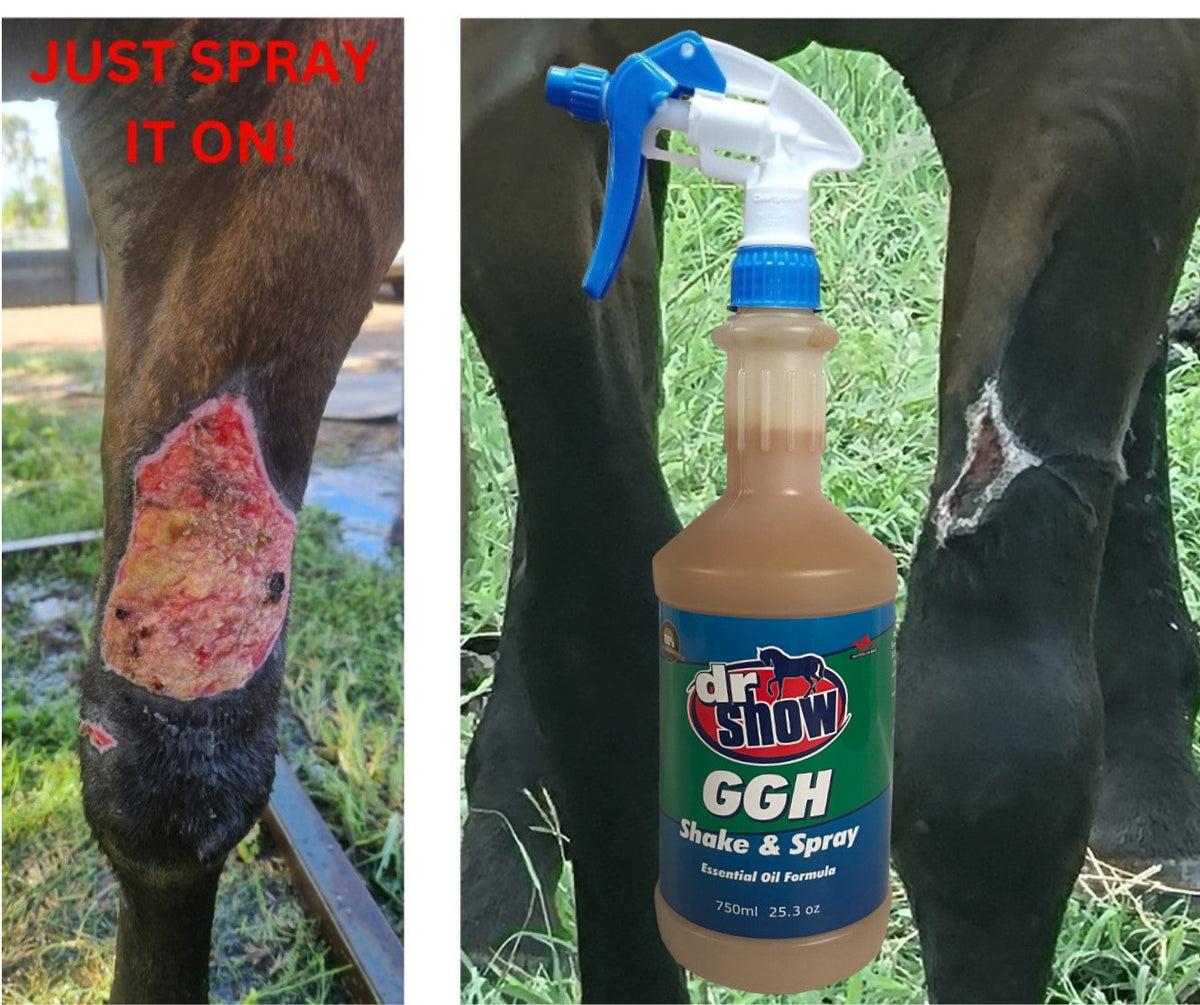 Dr Show GG Healer Shake and Spray being applied to a horse