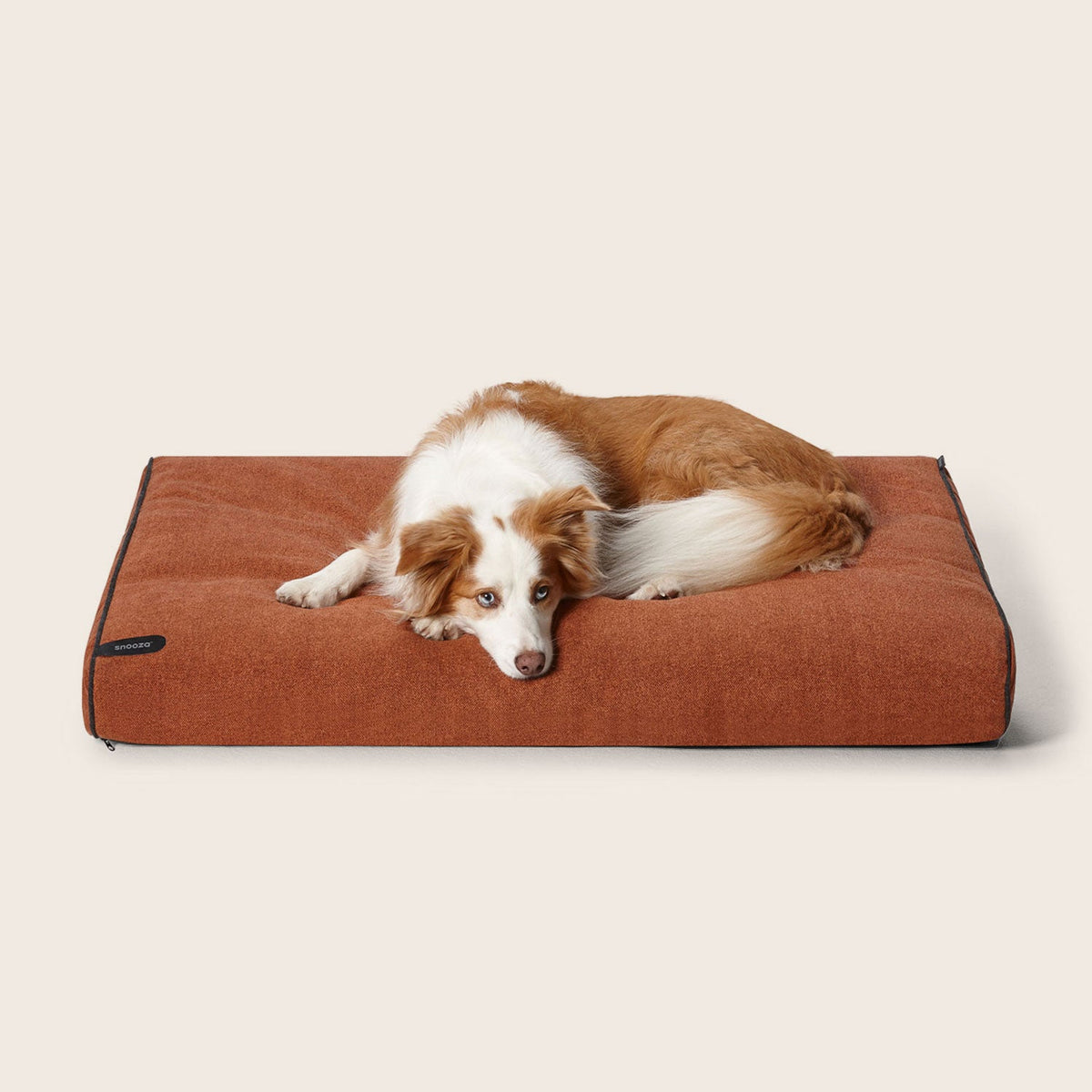 Snooza Modern Dog Daybed in Paprika with black piping