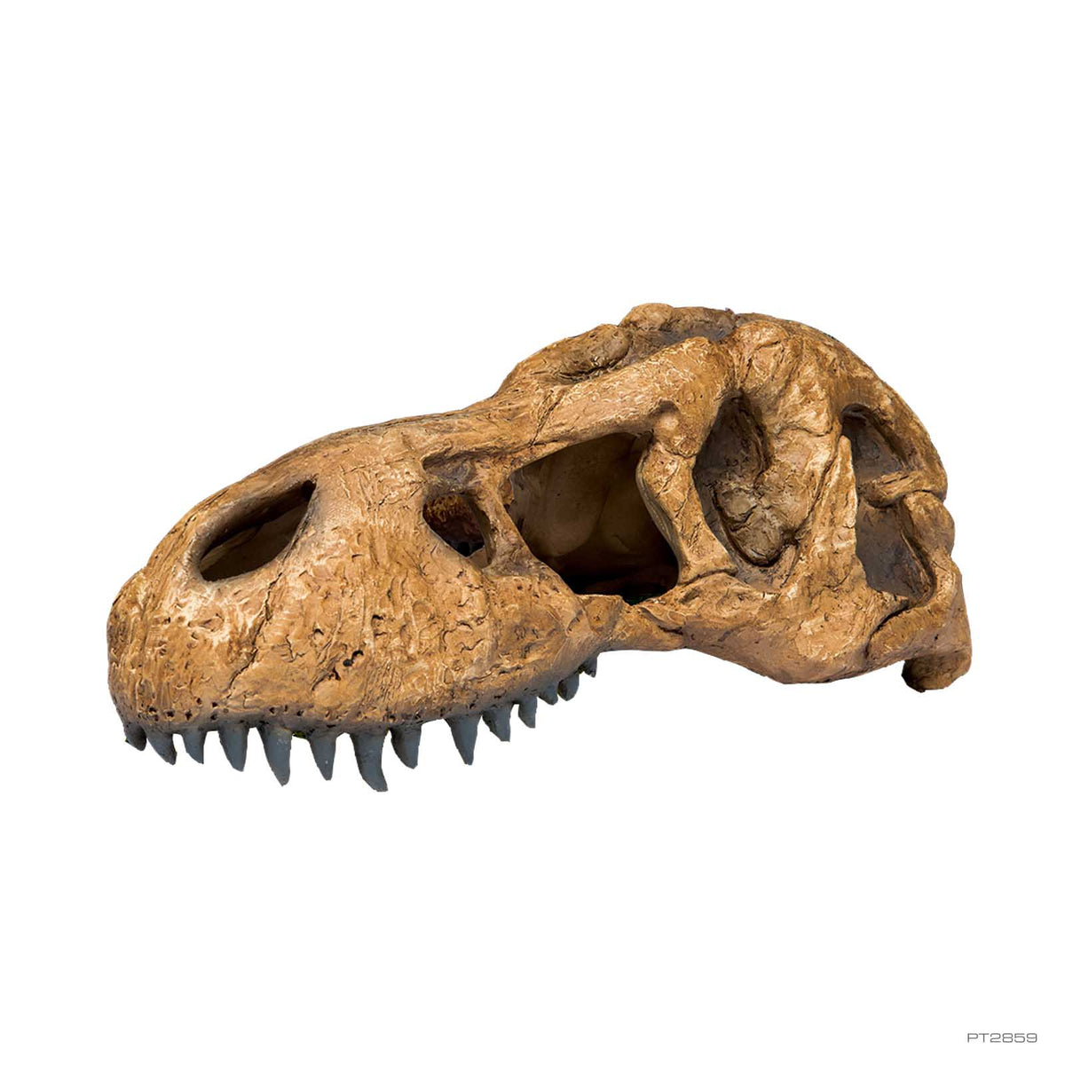 Exo Terra T-Rex Skull Hide Out Large PT2859 | PeekAPaw Pet Supplies