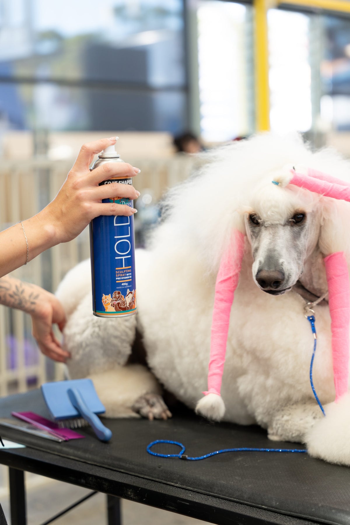 Plush Puppy Hold Coat Shaper Spray – in use on a poodle at the grooming table