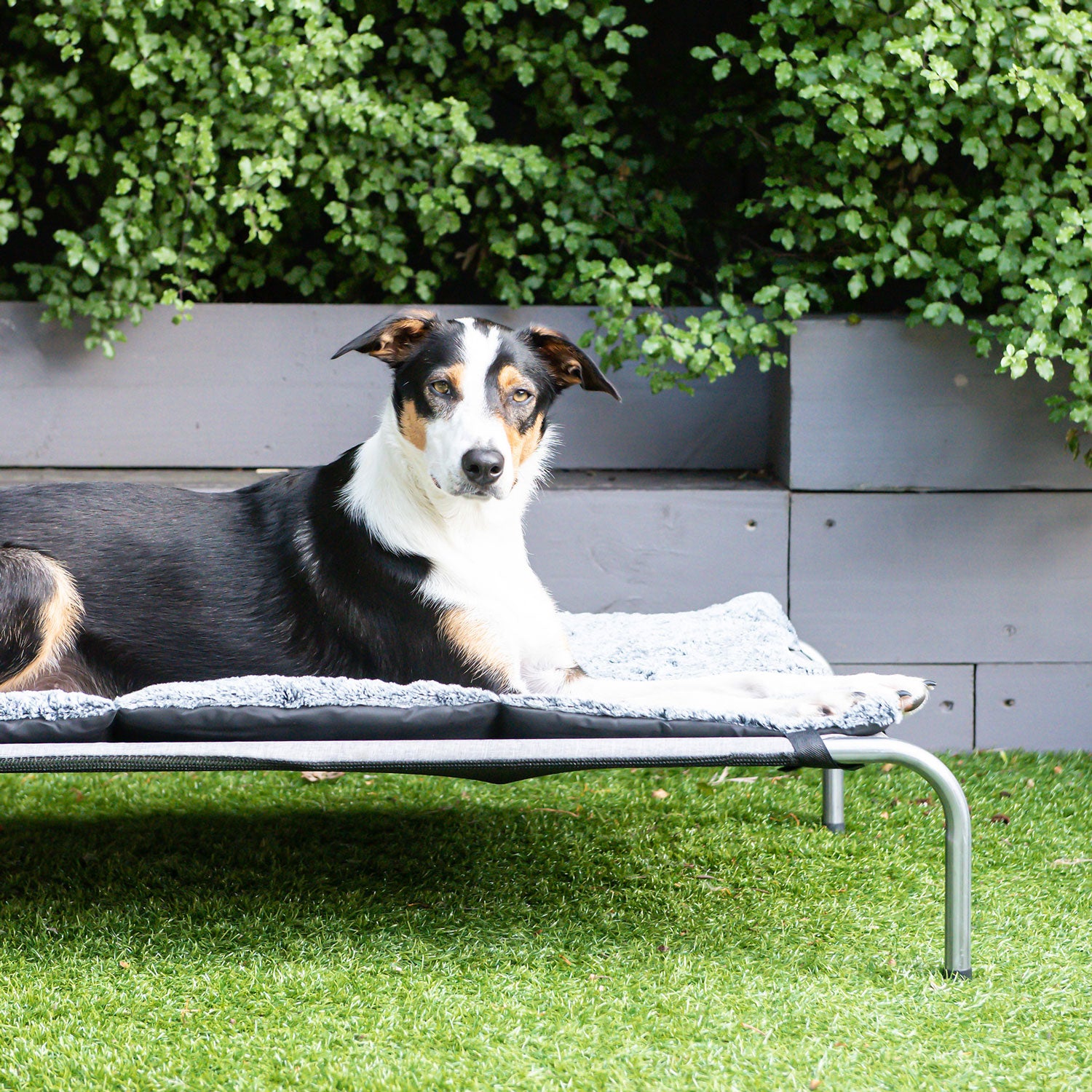 Dog resting on a Superior Pet Goods Rollup Pet Travel Mat