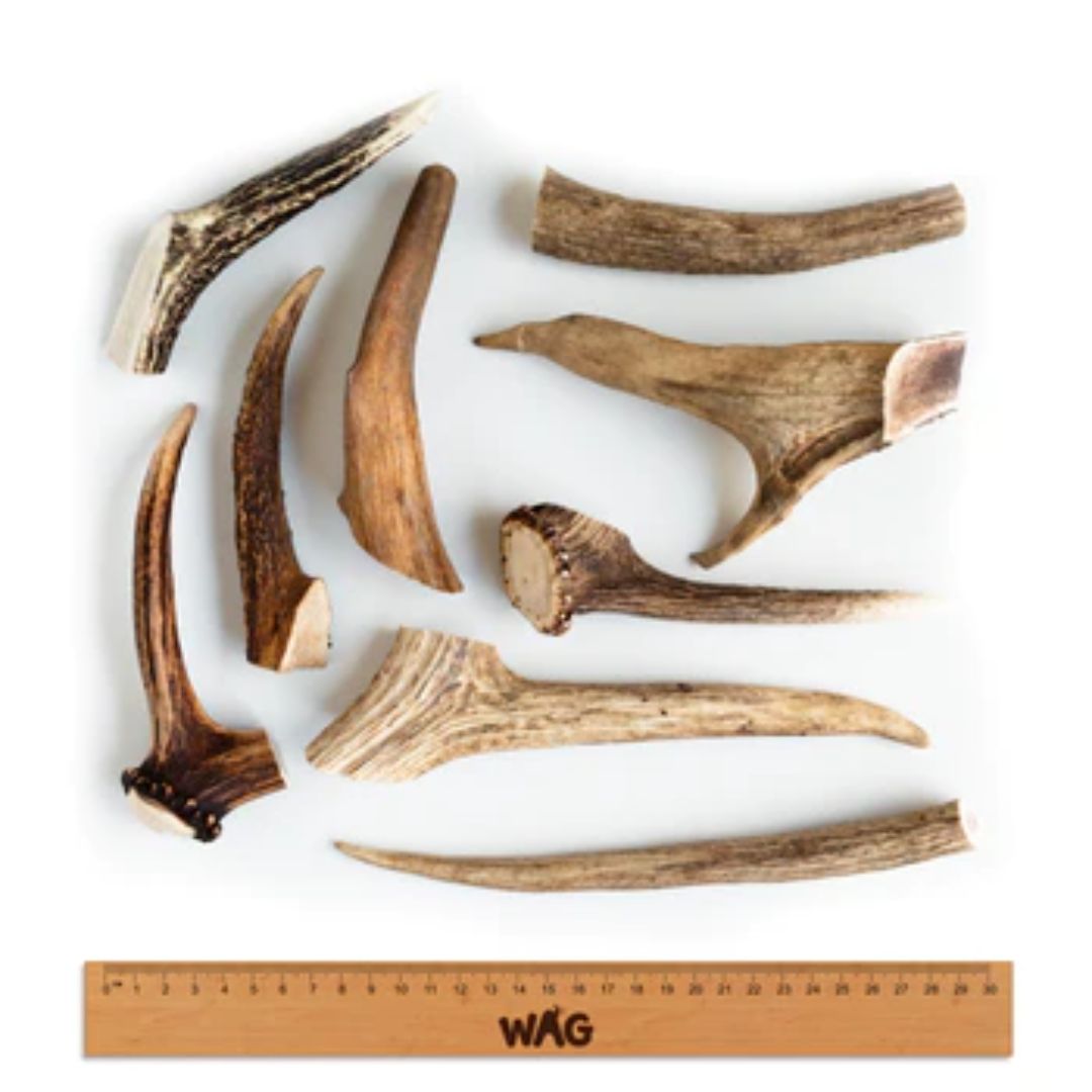 WAG Whole Deer Antler