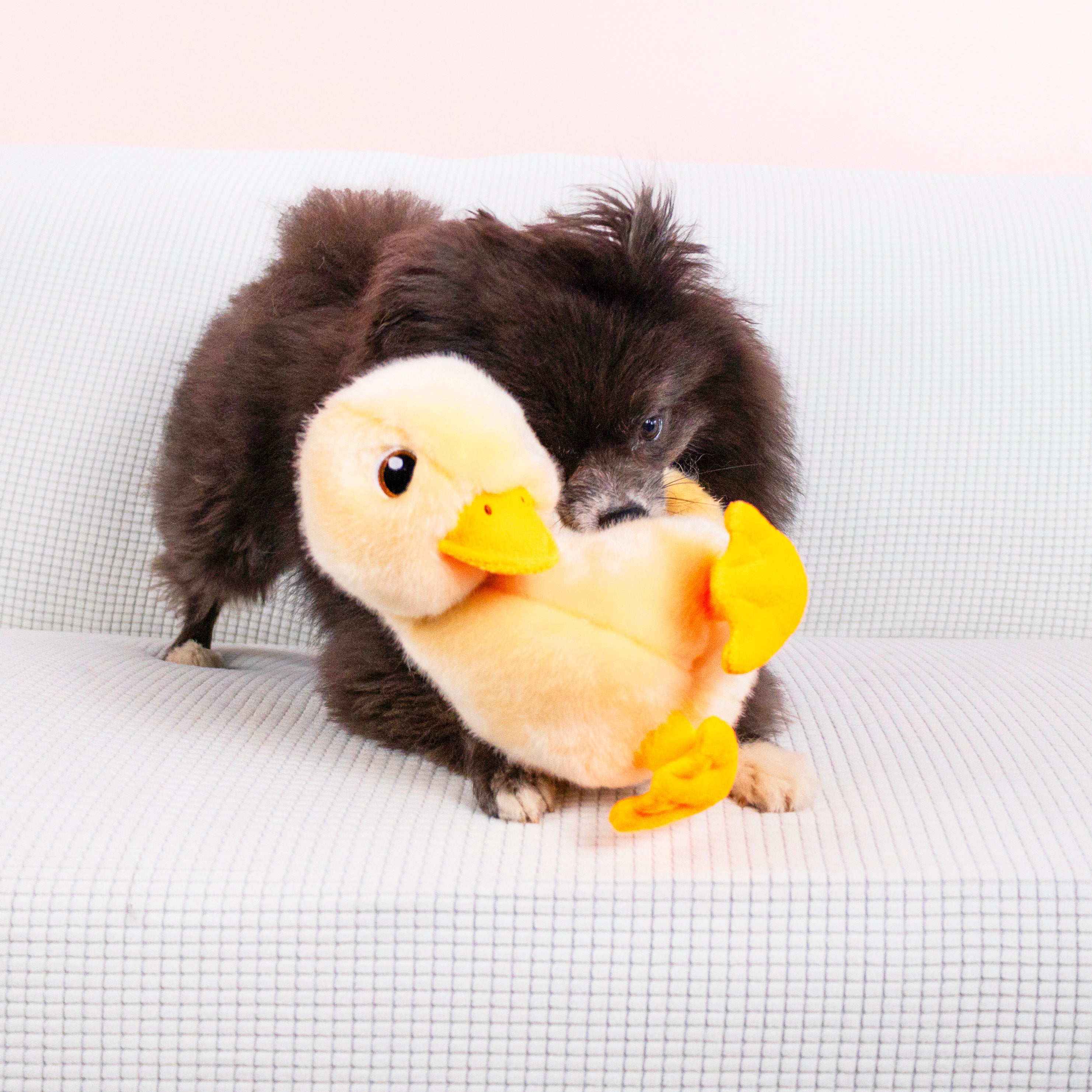 Dog playing with the KONG Dog Toys Toughz Duck