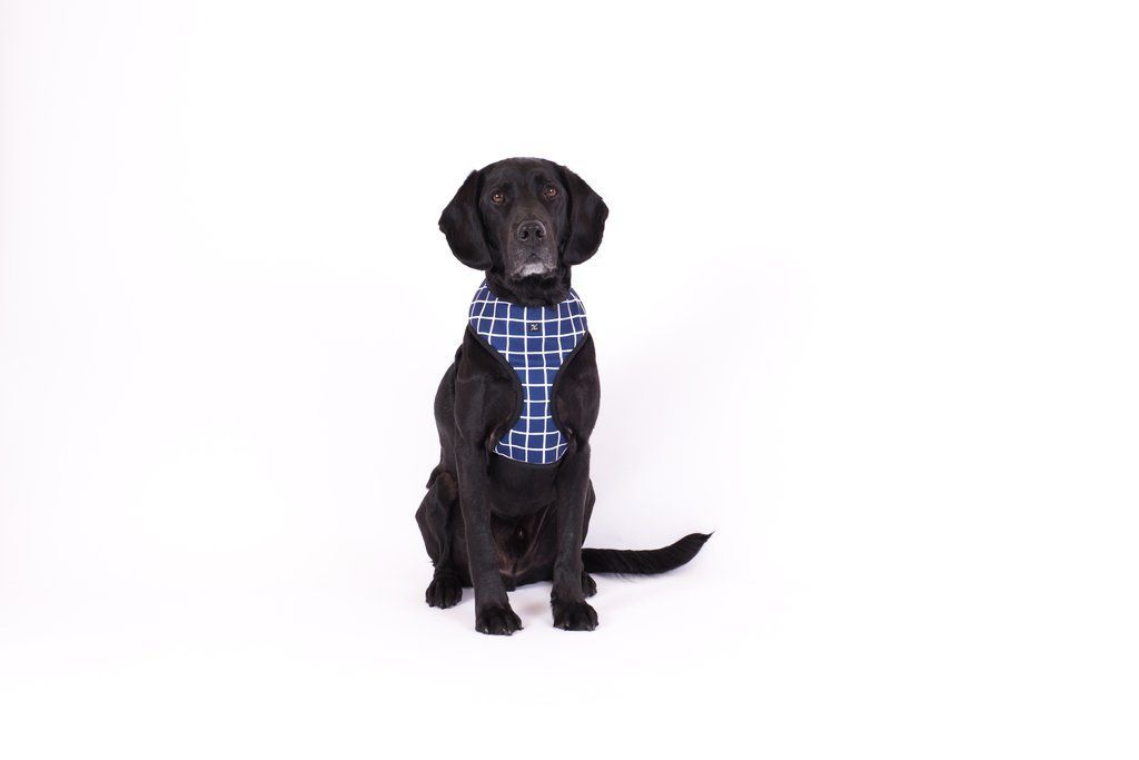 Mog & Bone Neoprene Dog Harness Navy Check Print