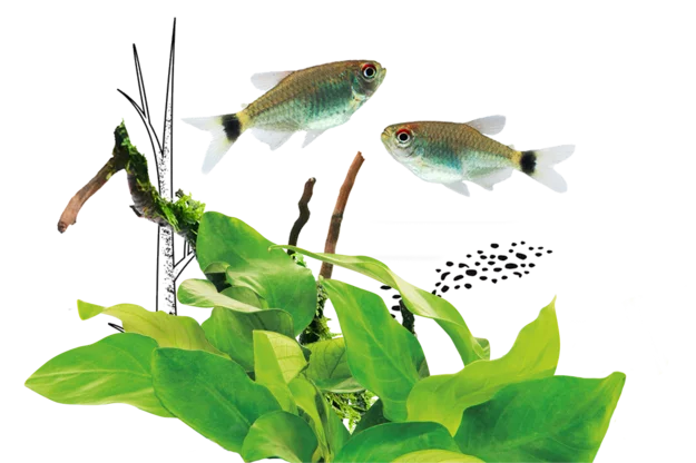 Illustration of tetras swimming among aquatic plants, from the Juwel RIO 125L listing