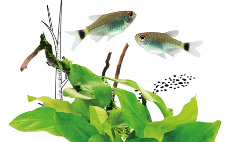 Juwel Trigon LED Aquarium 190L