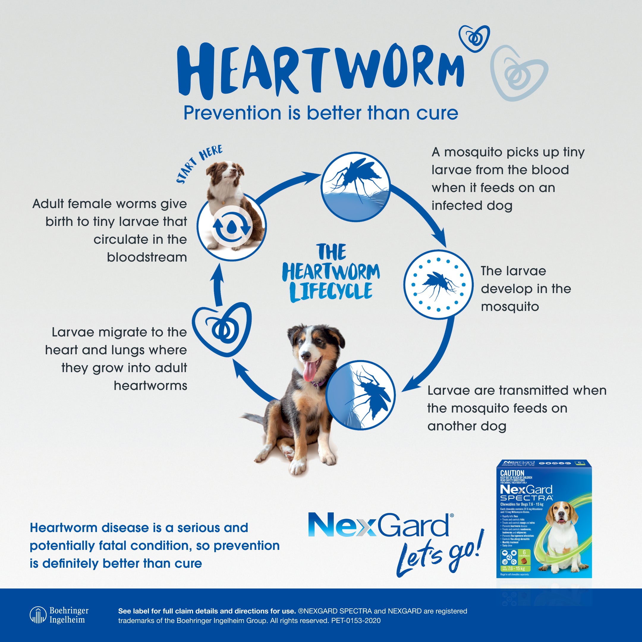 nexgard spectra very large dog heartworm