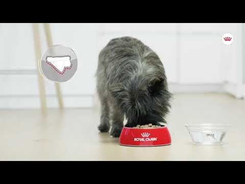 Royal Canin Medium Dental Care | PeekAPaw Pet Supplies