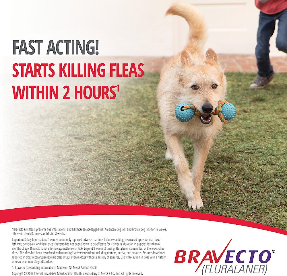 Bravecto Dog Chew Purple 40-56kg 1 Tablet | PeekAPaw Pet Supplies