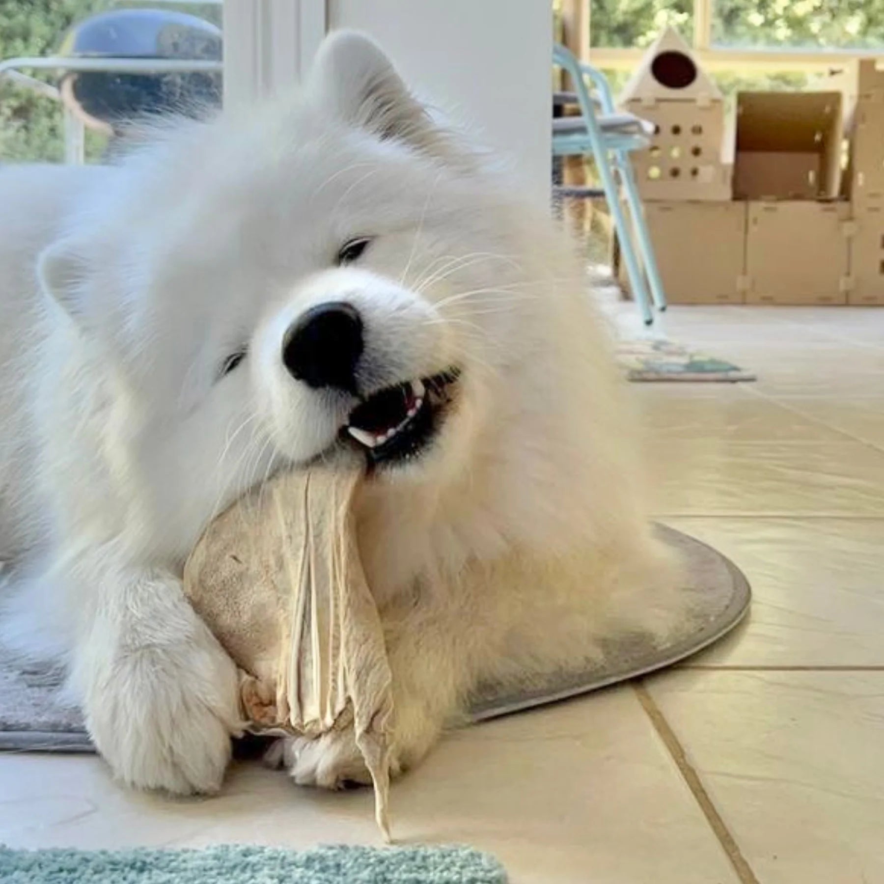 Freezy Paws Freeze Dried Pig Ear Pet Treats for Cats & Dogs 03