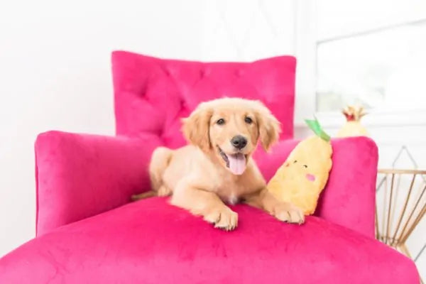 Zippy Paws Dog Toys Plush NOMNOMZ - Pineapple 04