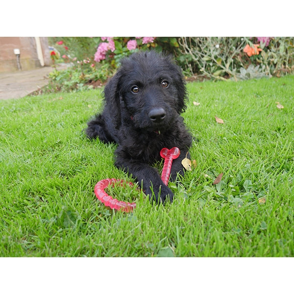 Rosewood Biosafe Dog Toys for Puppy 05