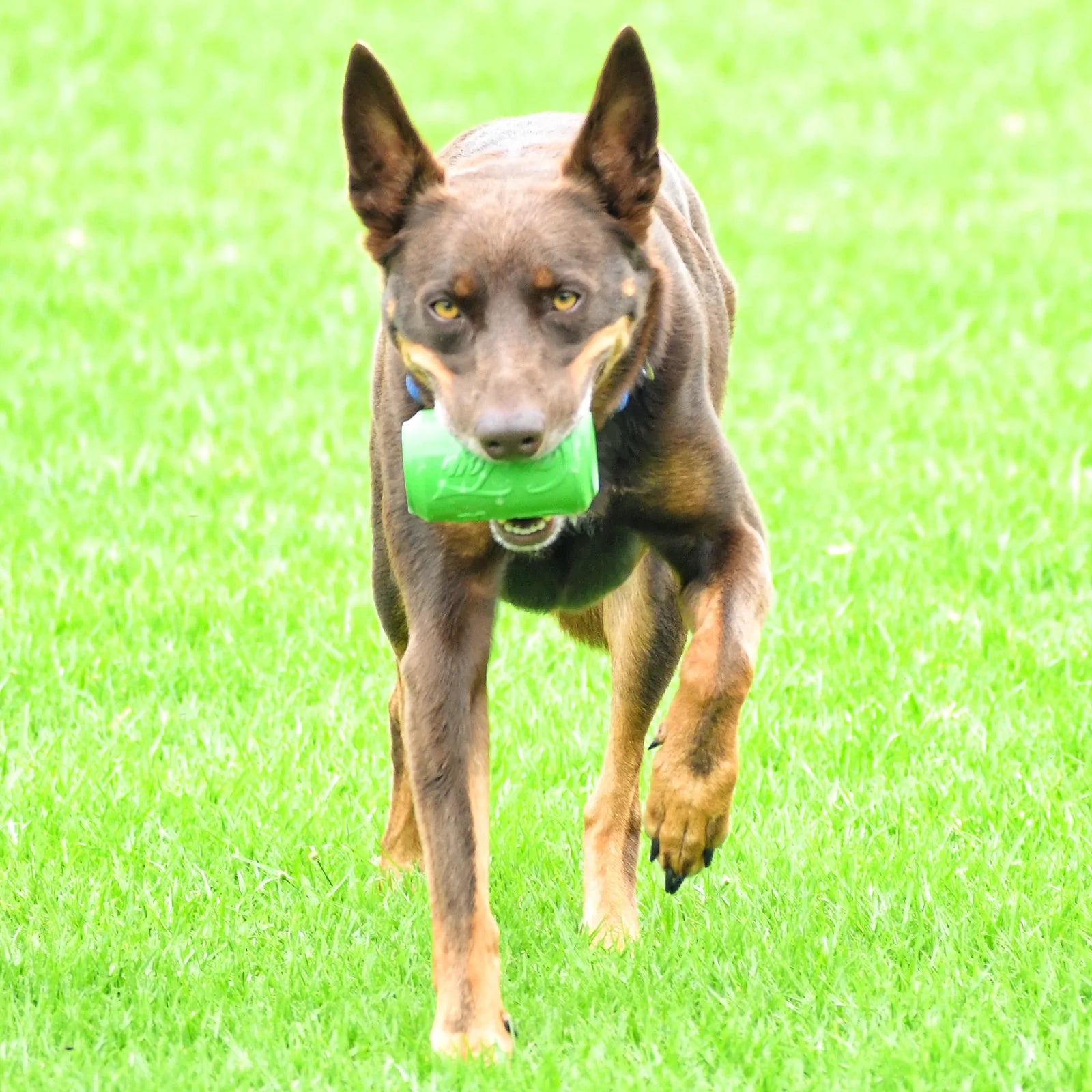 SodaPup Dog Chew Toys Can Toy