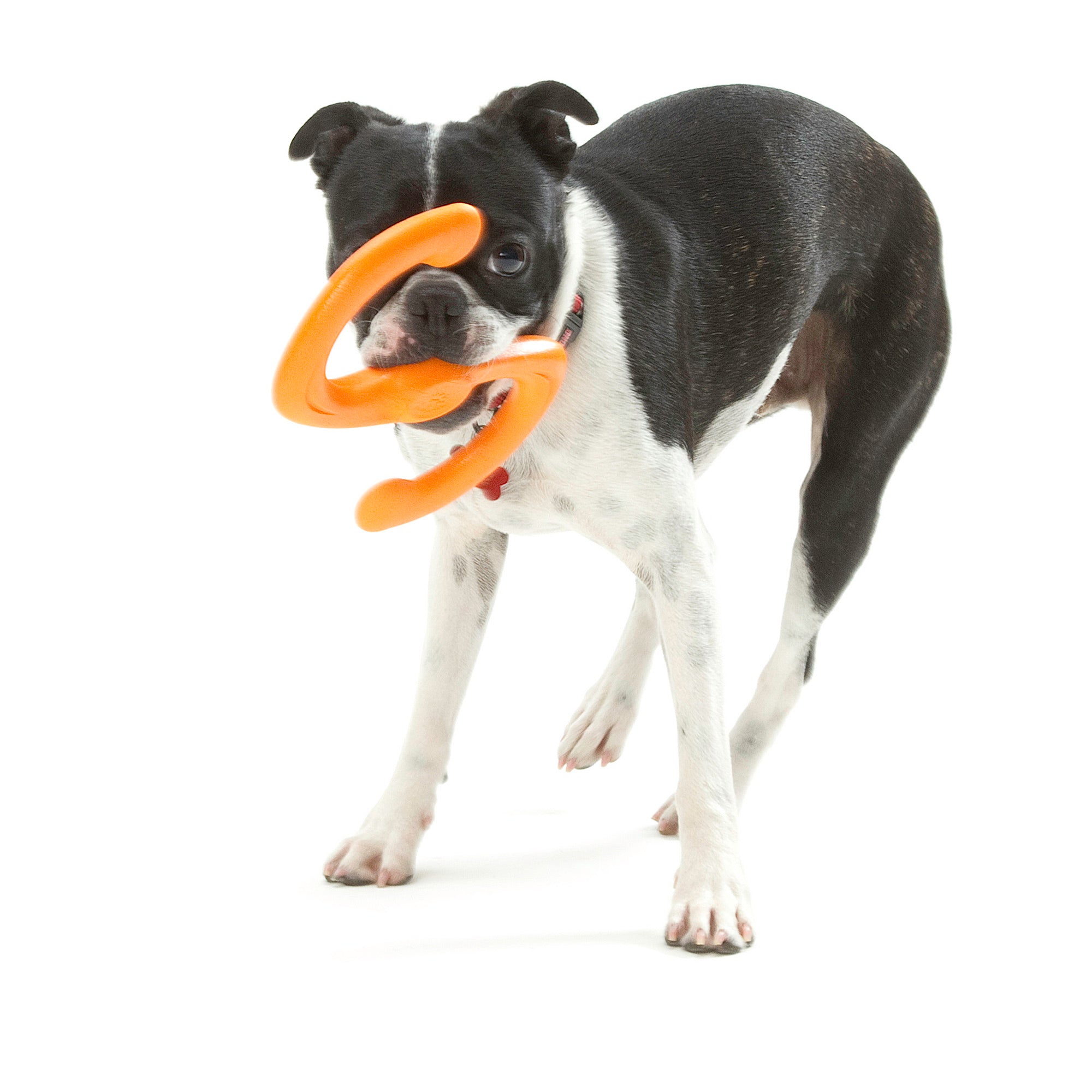 West Paw Bumi Tug & Fetch Zogoflex Dog Toys