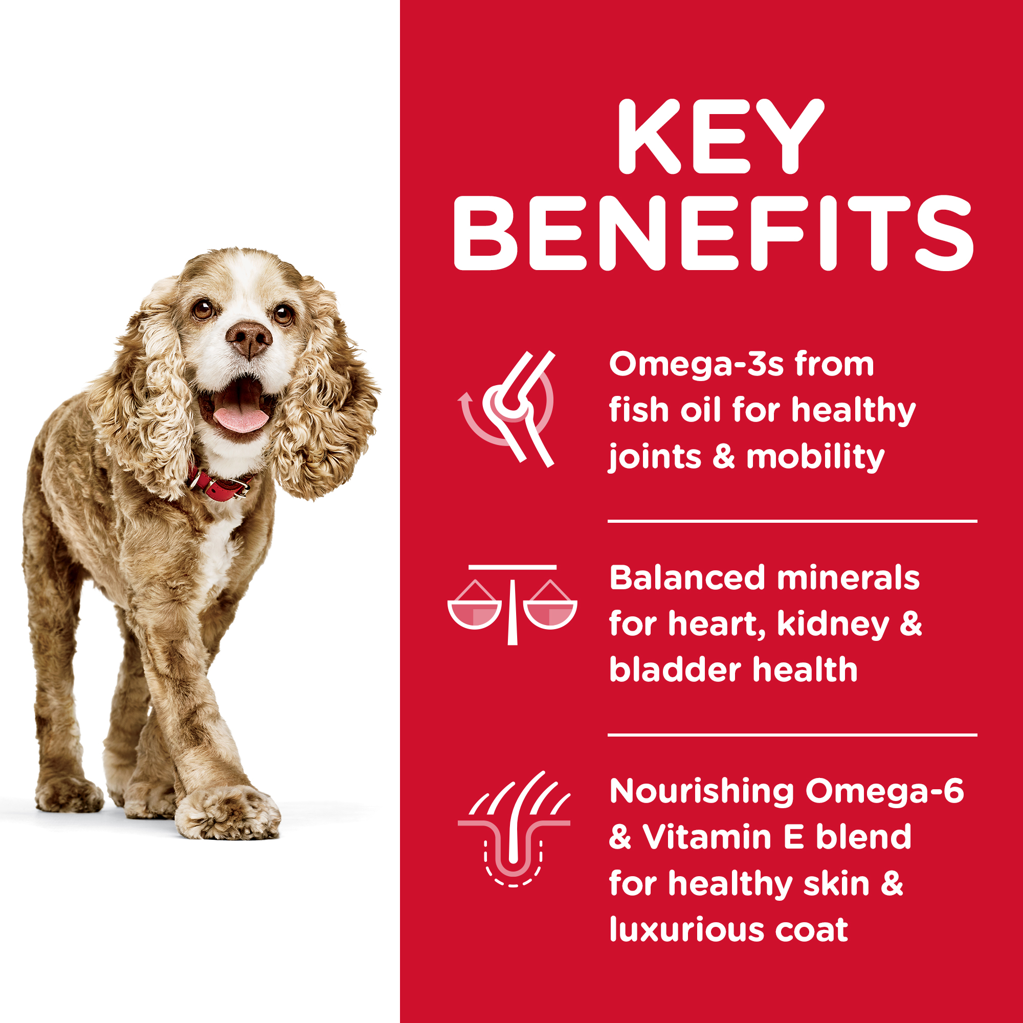 Hill's Science Diet Dry Dog Food Adult 11+ Senior Small Paws Senior