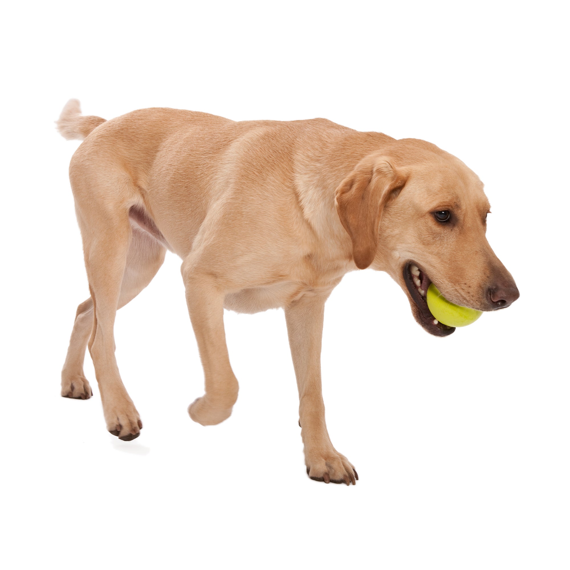 West Paw Jive Zogoflex Fetch Ball Tough Dog Toy - Large by PeekAPaw