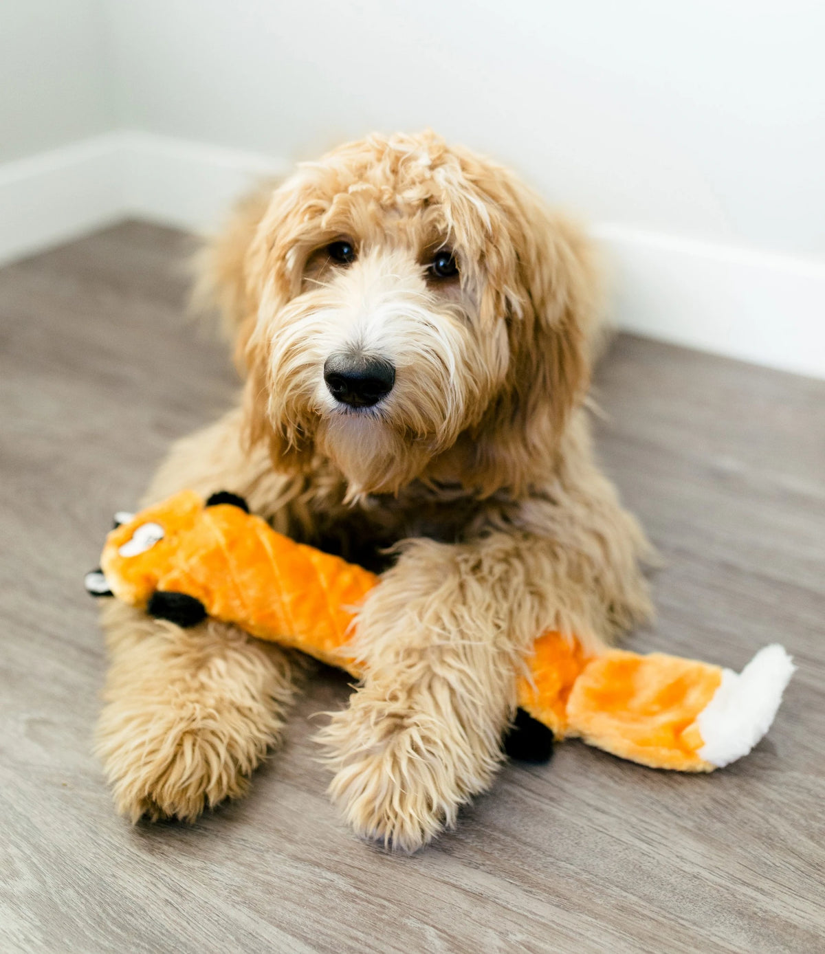 Cream goldendoodle lying on floorboards with a Zippy Paws Jigglerz plush fox dog toy