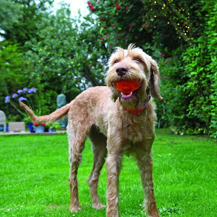 Rosewood Dog Toys Jolly Doggy Catch & Crunch Ball 02