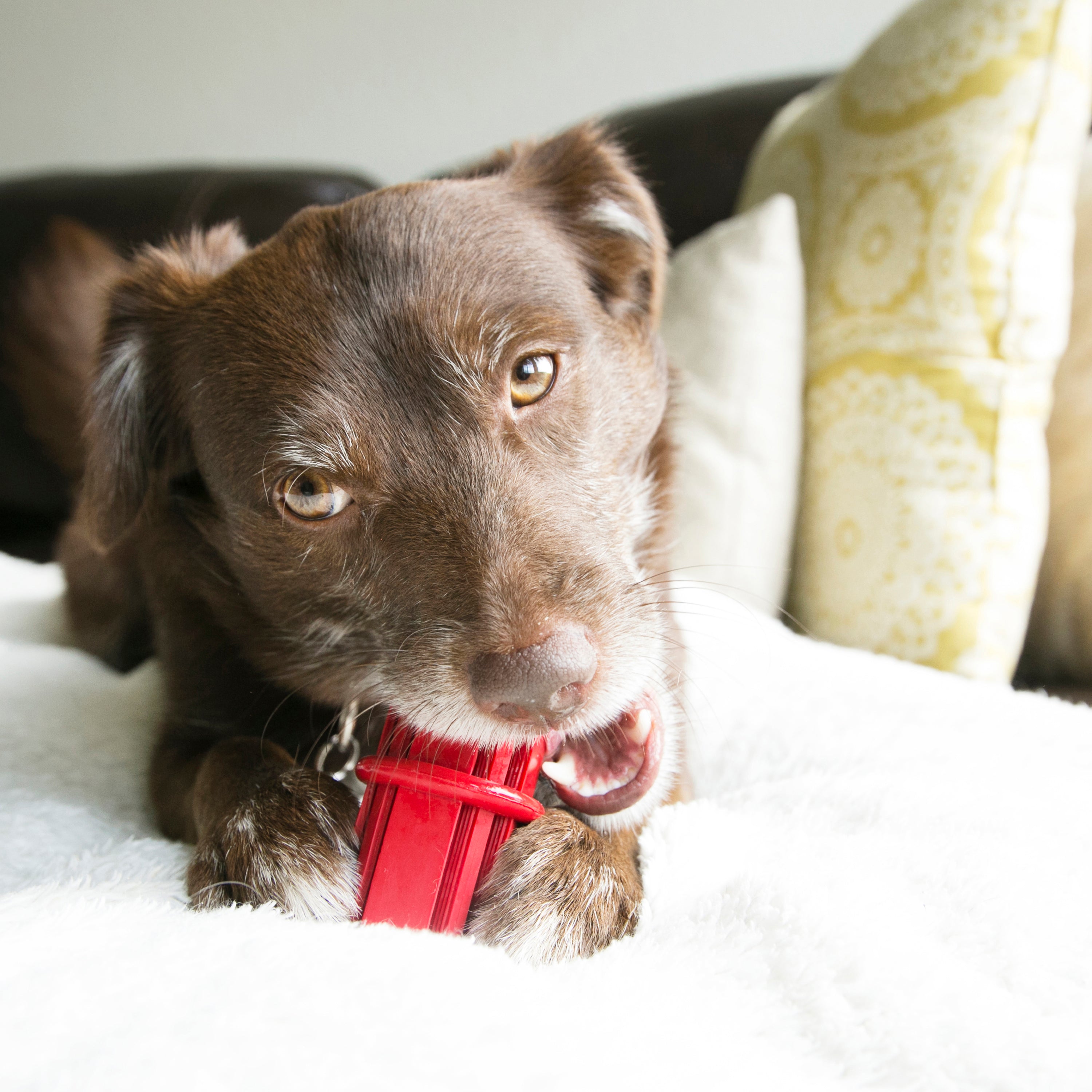 KONG Dog Toys Dental Stick 08